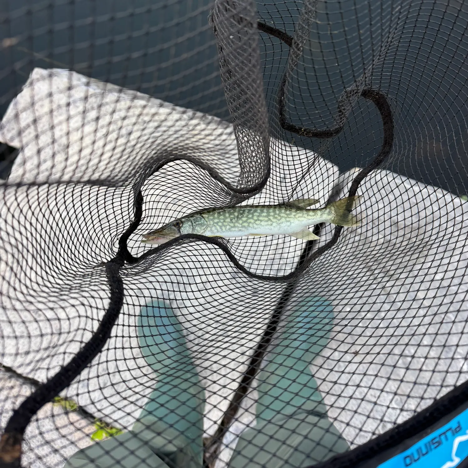 Chain pickerel caught on Fishbrain