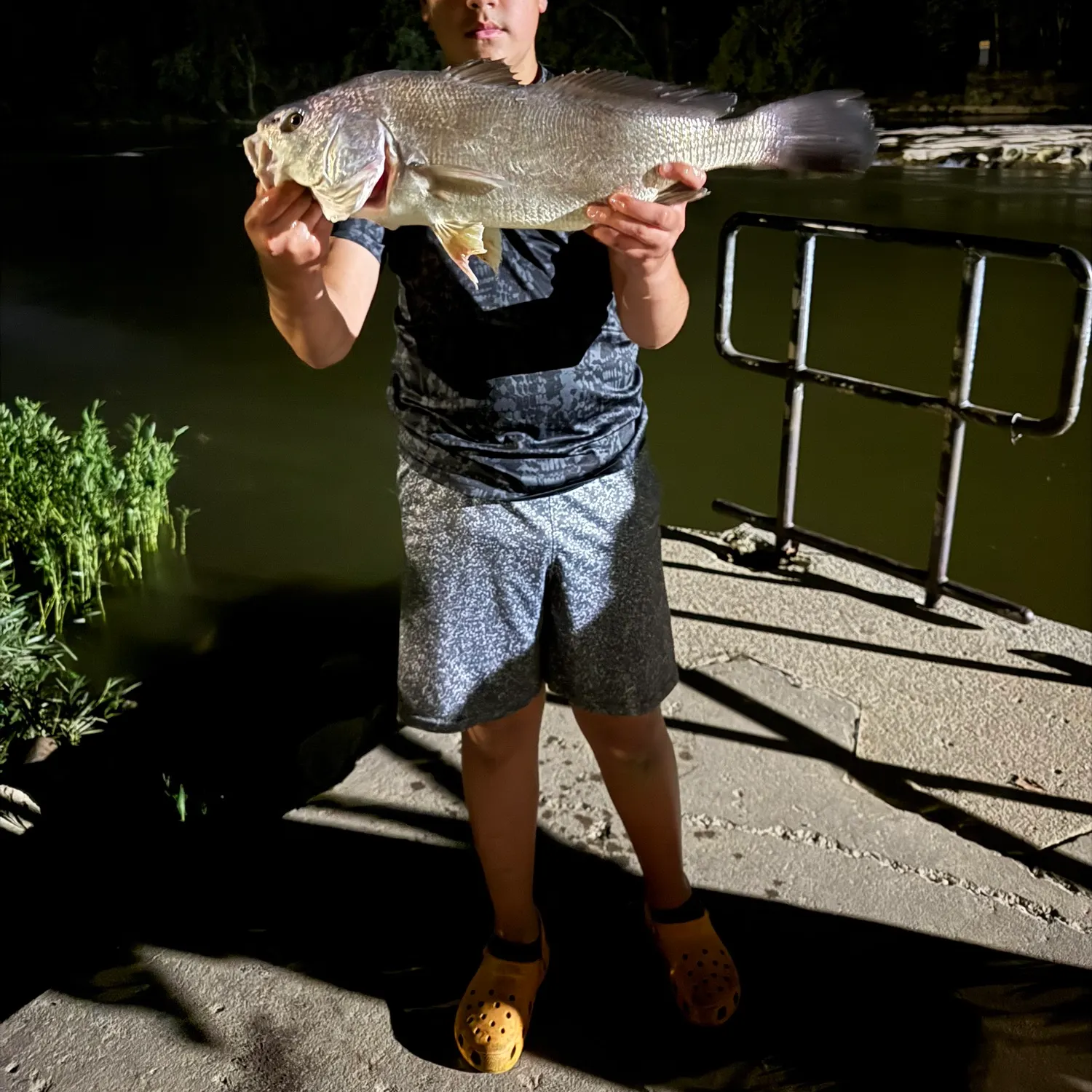 Freshwater drum caught on Fishbrain