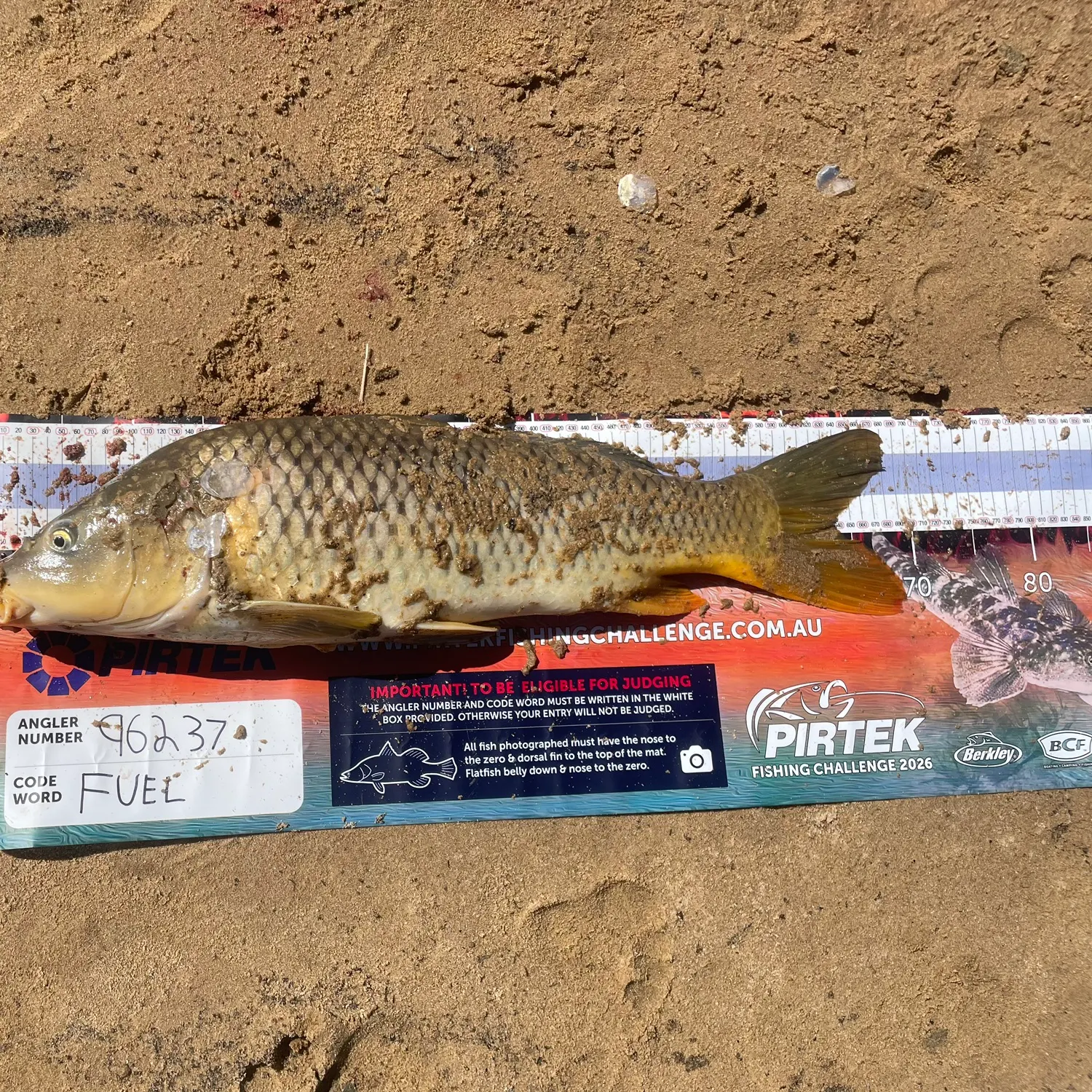 recently logged catches