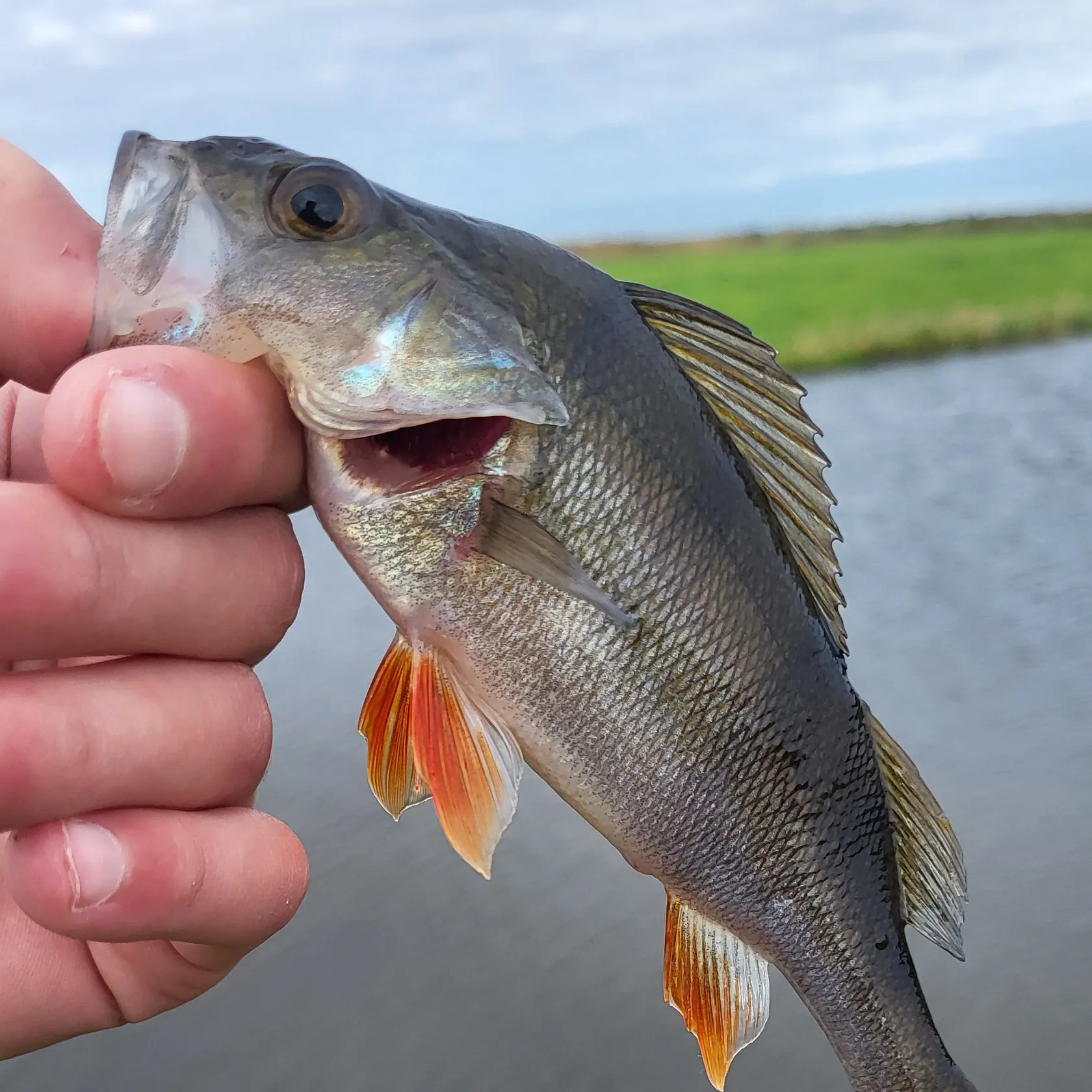 European perch caught on Fishbrain