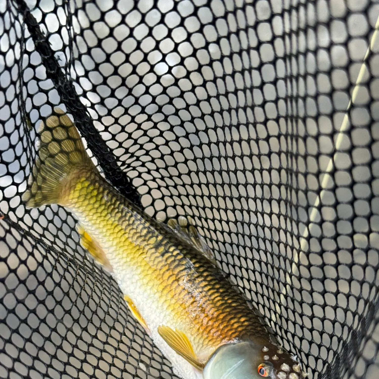 The most recent River chub catches on Fishbrain