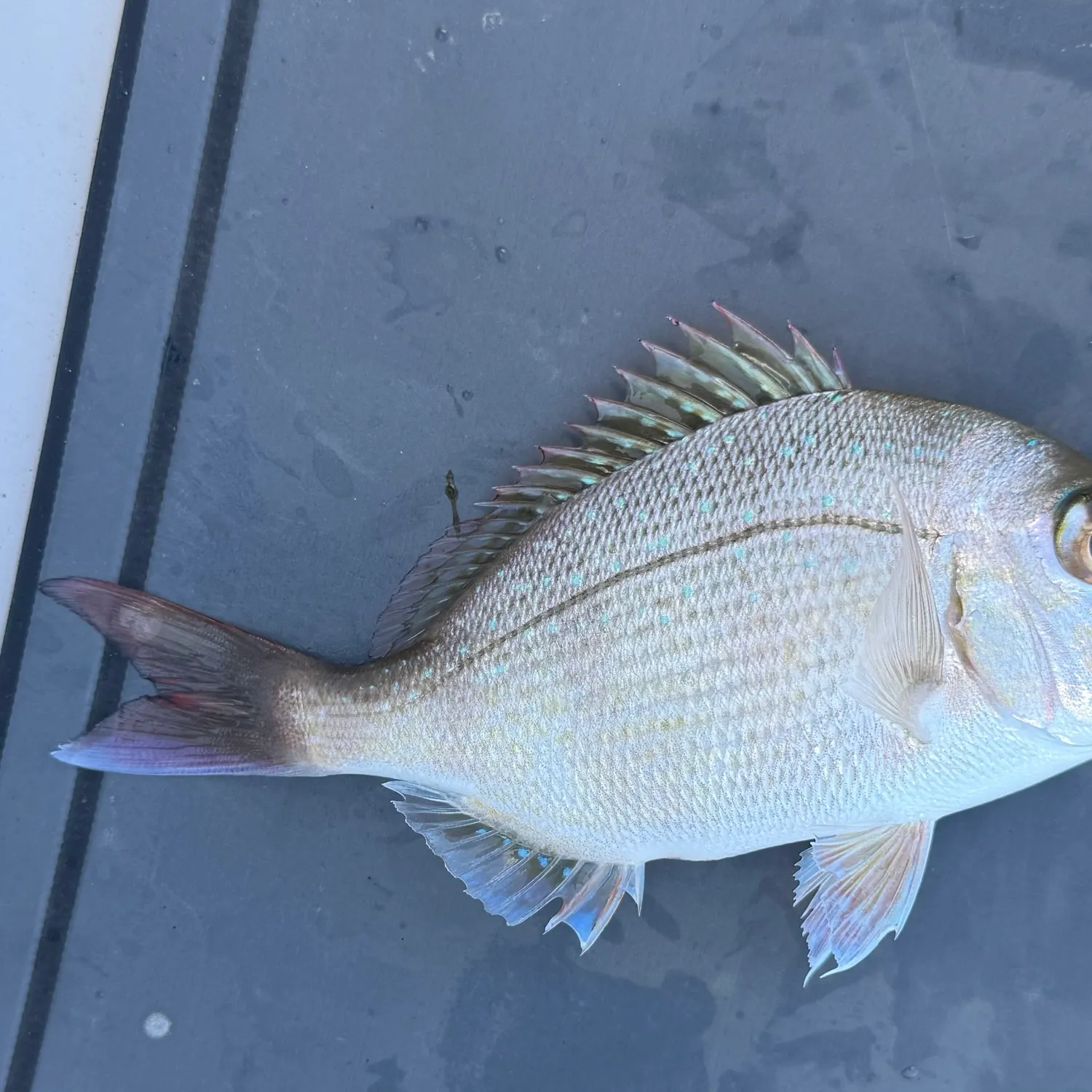 The most recent Goldlined seabream catches on Fishbrain