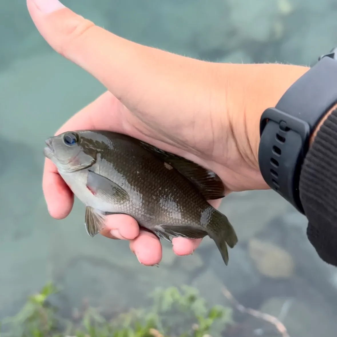Opaleye caught on Fishbrain
