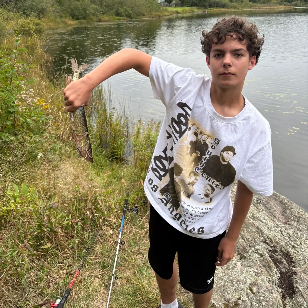 Chain pickerel caught on Fishbrain