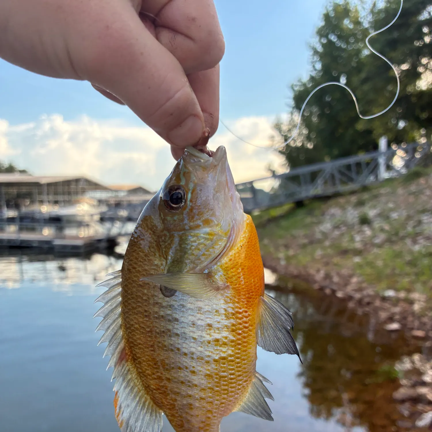 The most recent Redbreast × green sunfish catches on Fishbrain