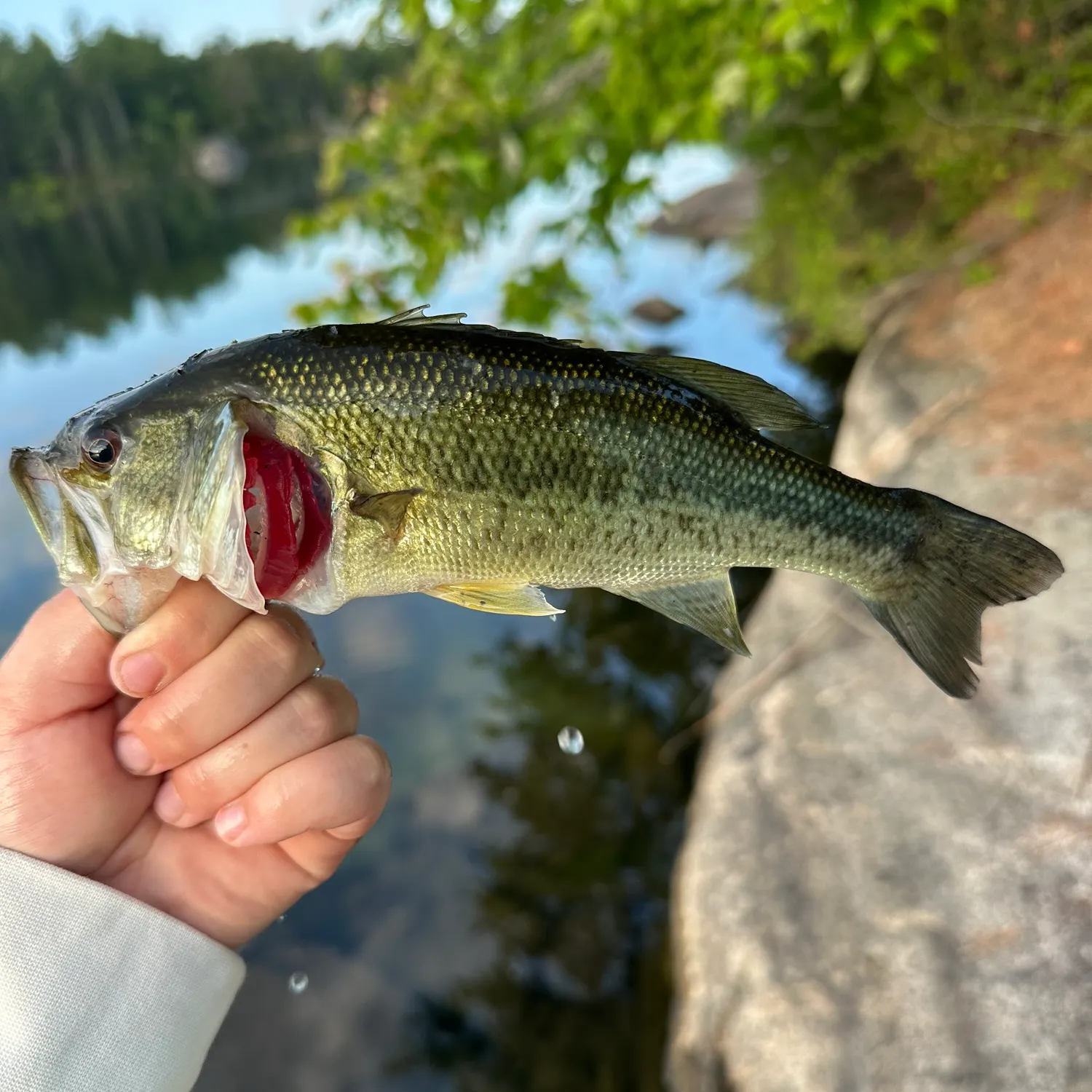 The most recent Meanmouth bass catches on Fishbrain