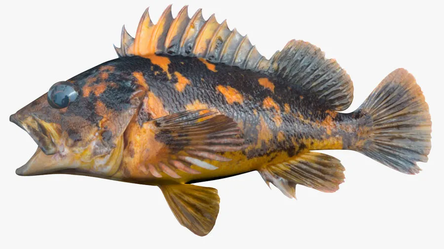 Black and yellow rockfish