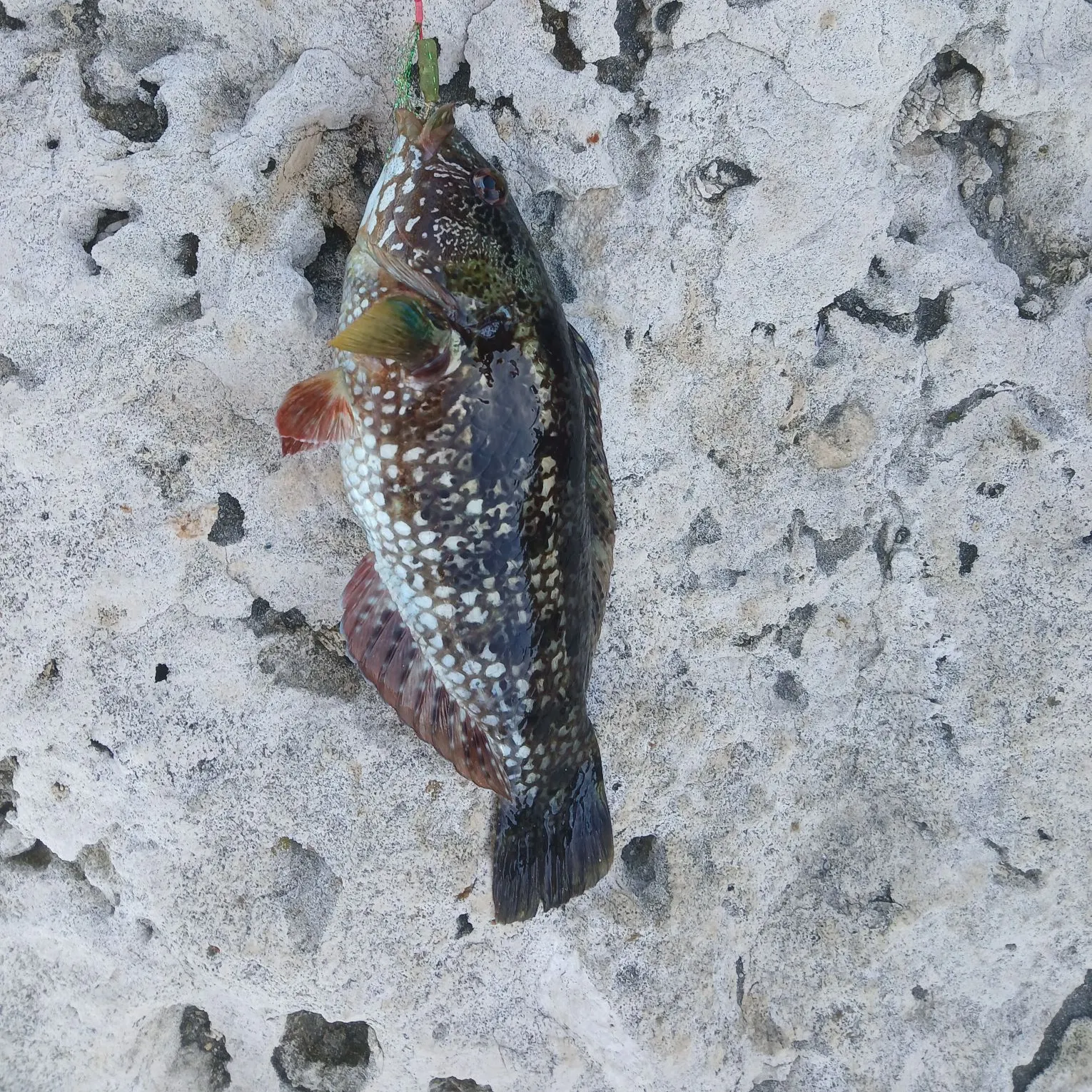 The most recent Brownspotted wrasse catches on Fishbrain