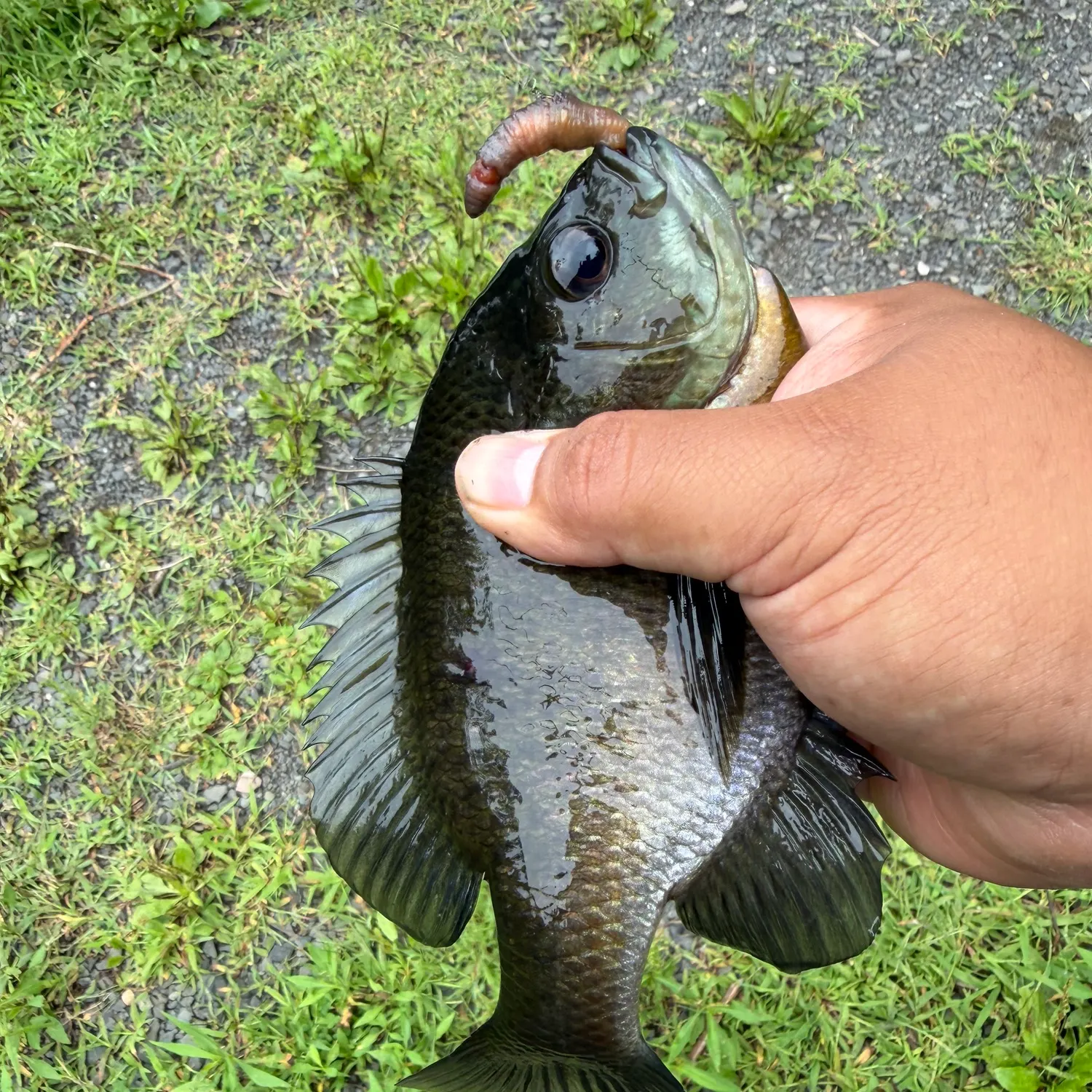 Bluegill caught on Fishbrain