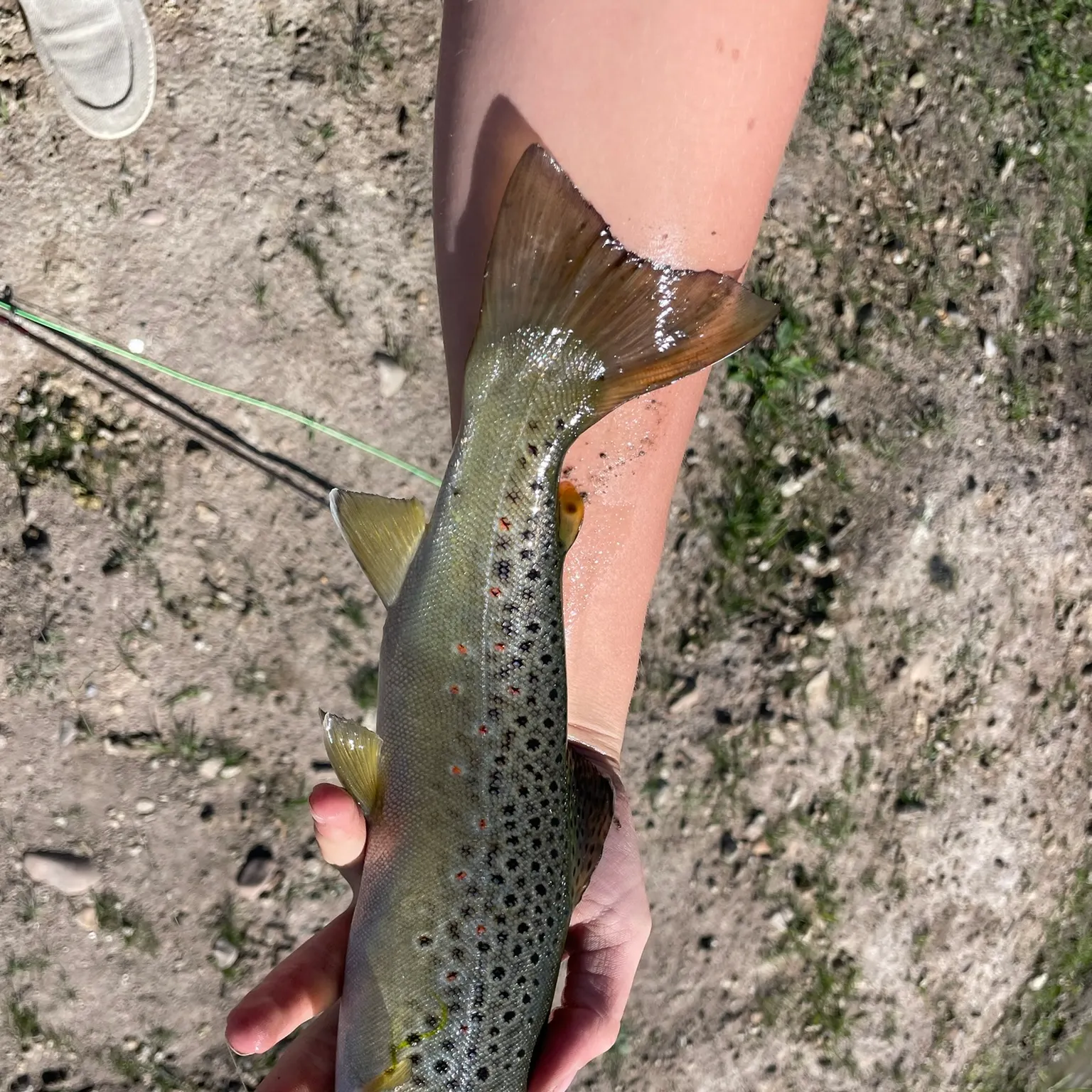 The most recent Lake trout catches on Fishbrain