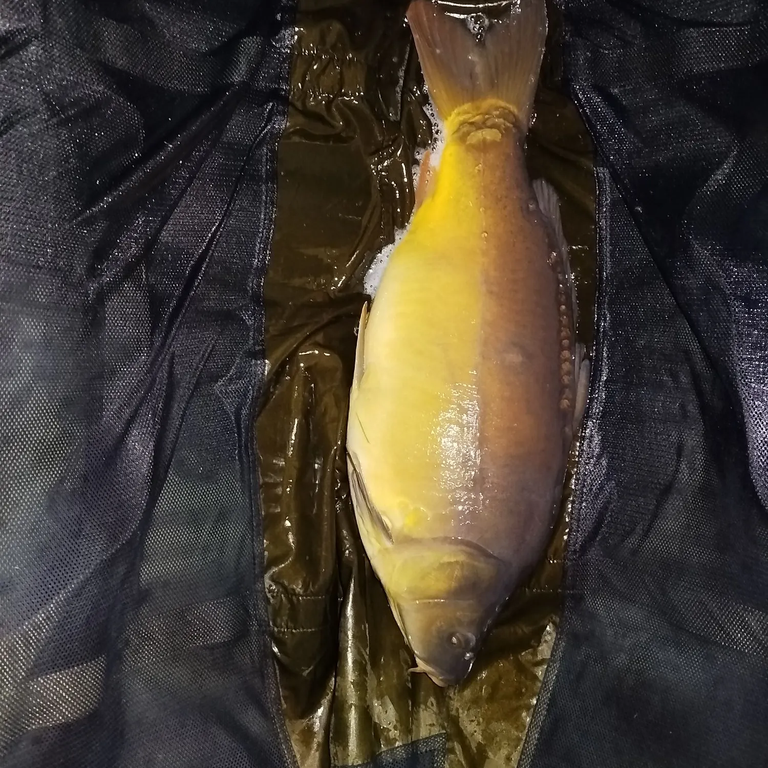 The most recent Mirror carp catches on Fishbrain