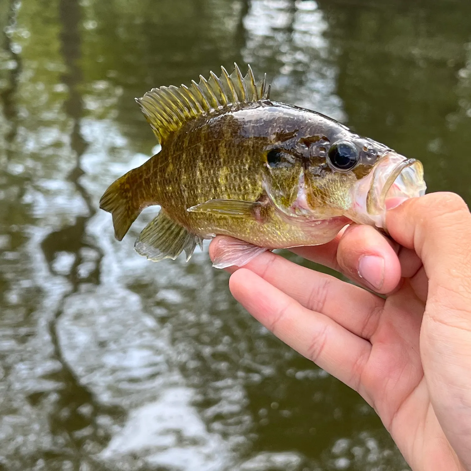 The most recent Warmouth catches on Fishbrain