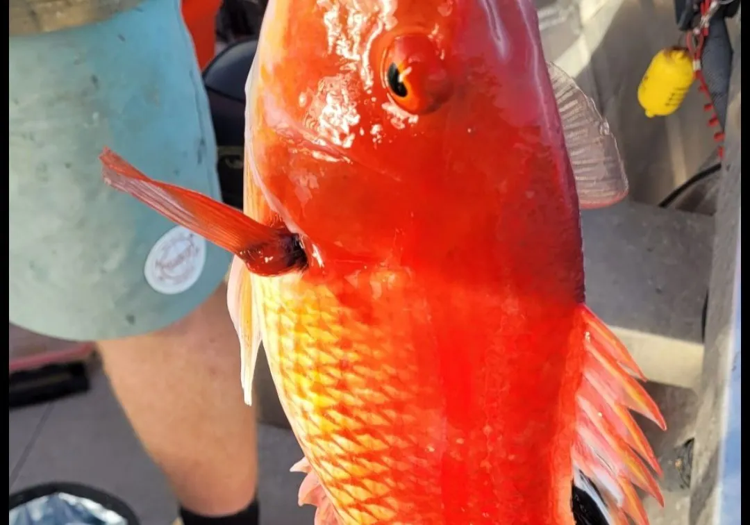 Red pigfish