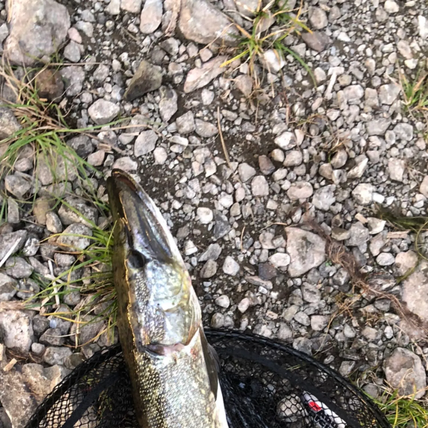Northern pike caught on Fishbrain