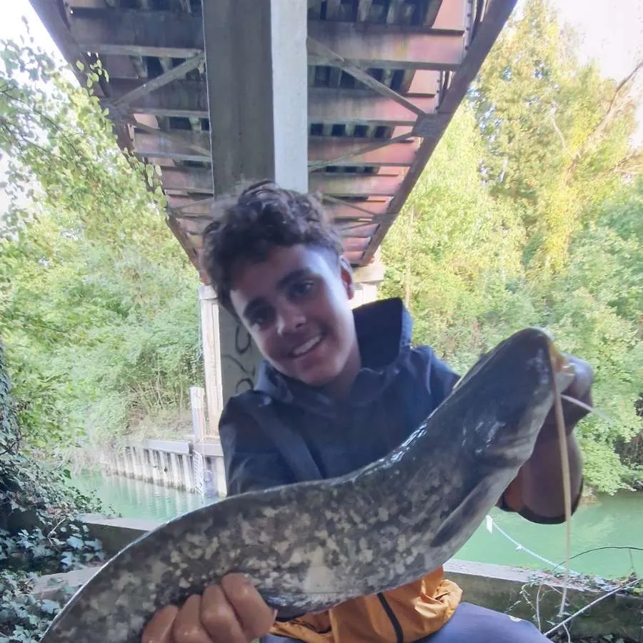 The most recent Wels catfish catches on Fishbrain