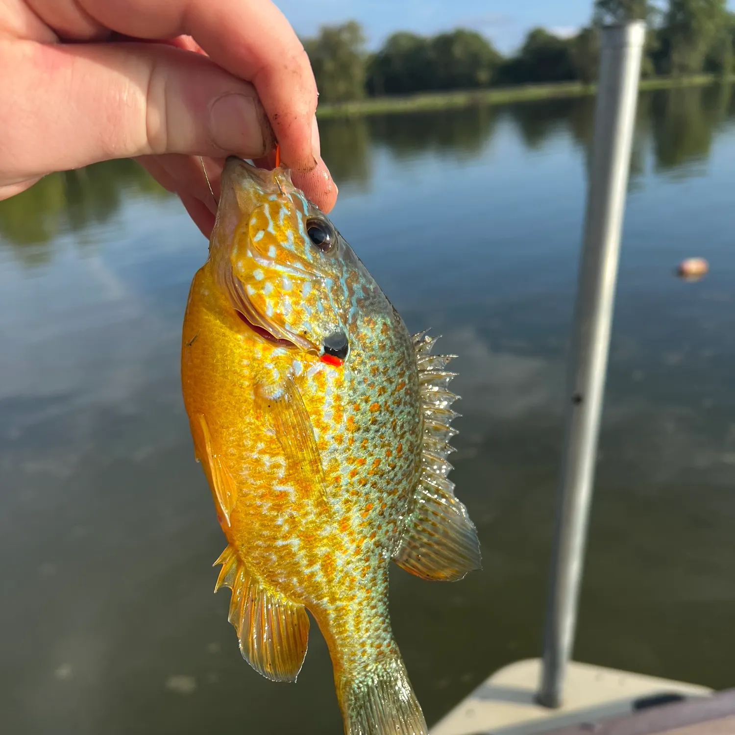 Pumpkinseed caught on Fishbrain