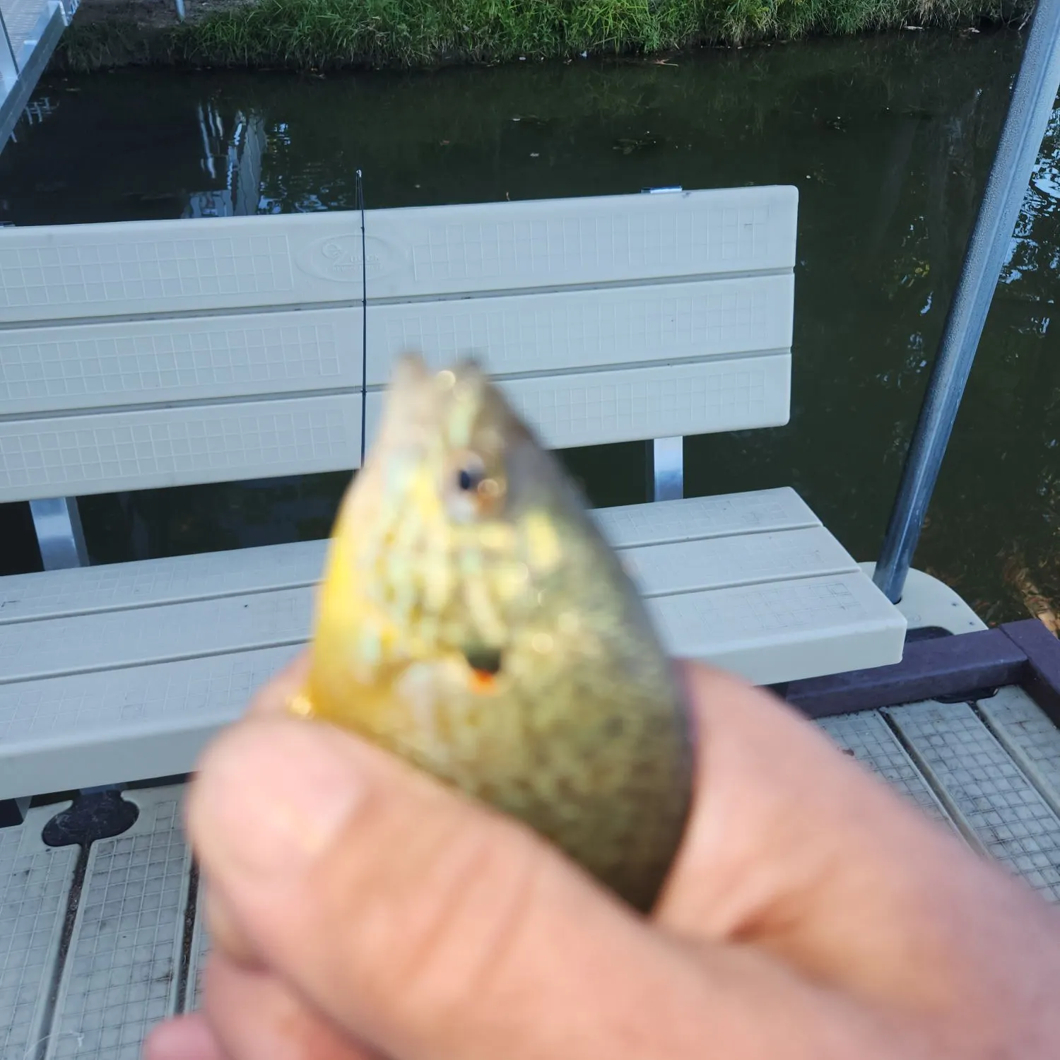 Pumpkinseed caught on Fishbrain