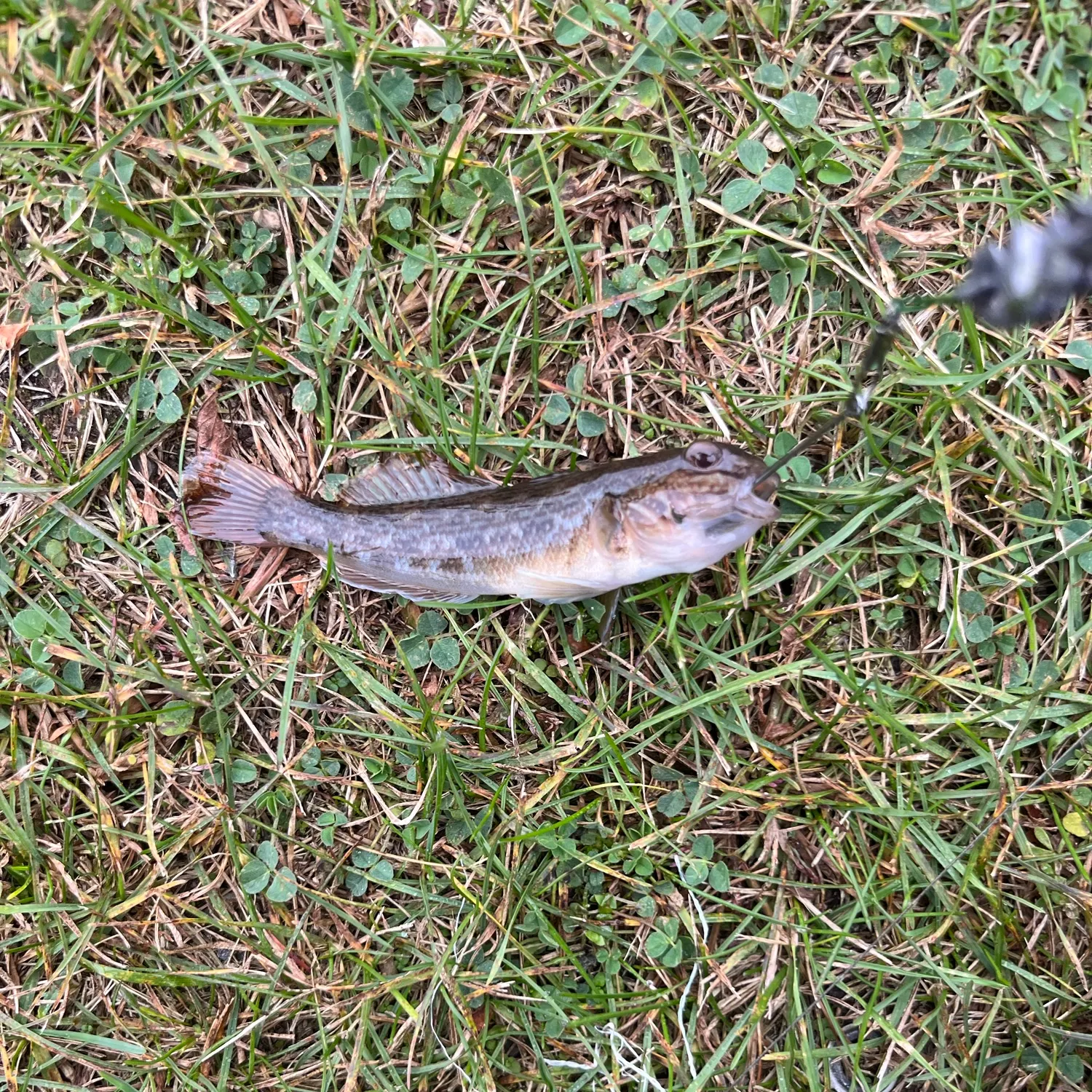 Round goby caught on Fishbrain