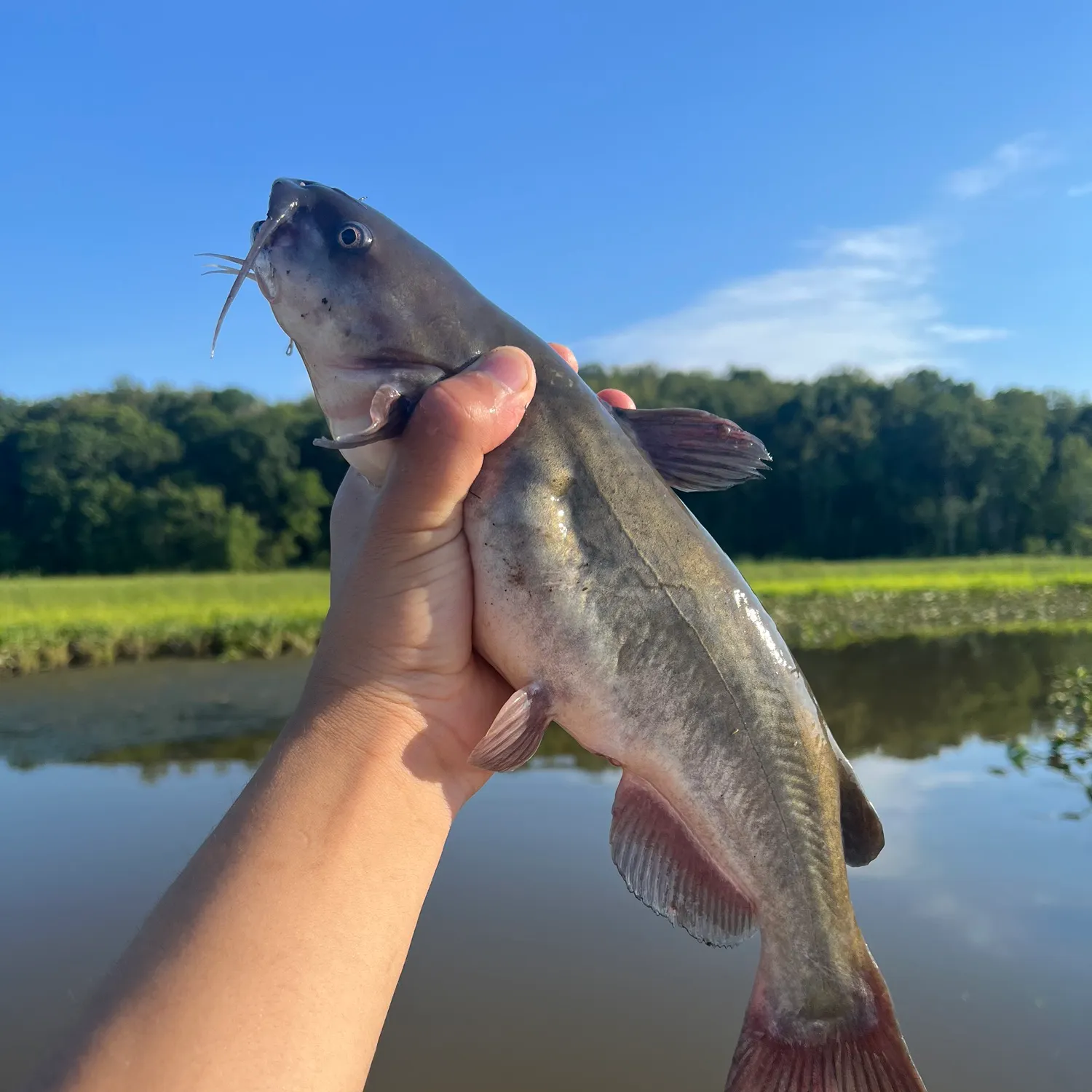 The most recent White bullhead catches on Fishbrain