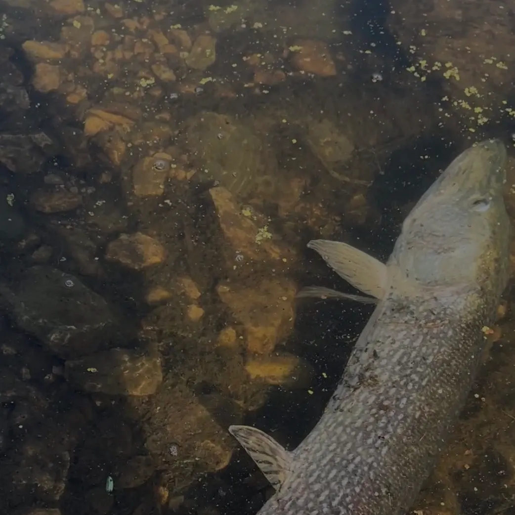 Northern pike caught on Fishbrain