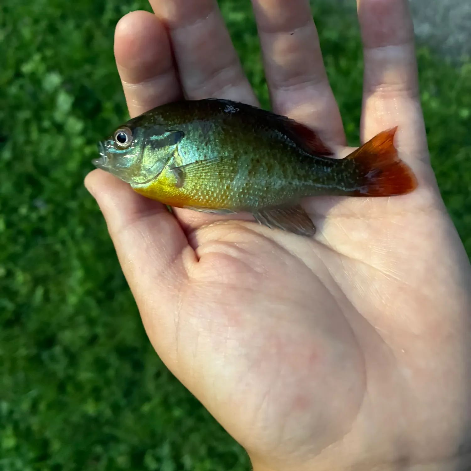 Redbreast sunfish caught on Fishbrain