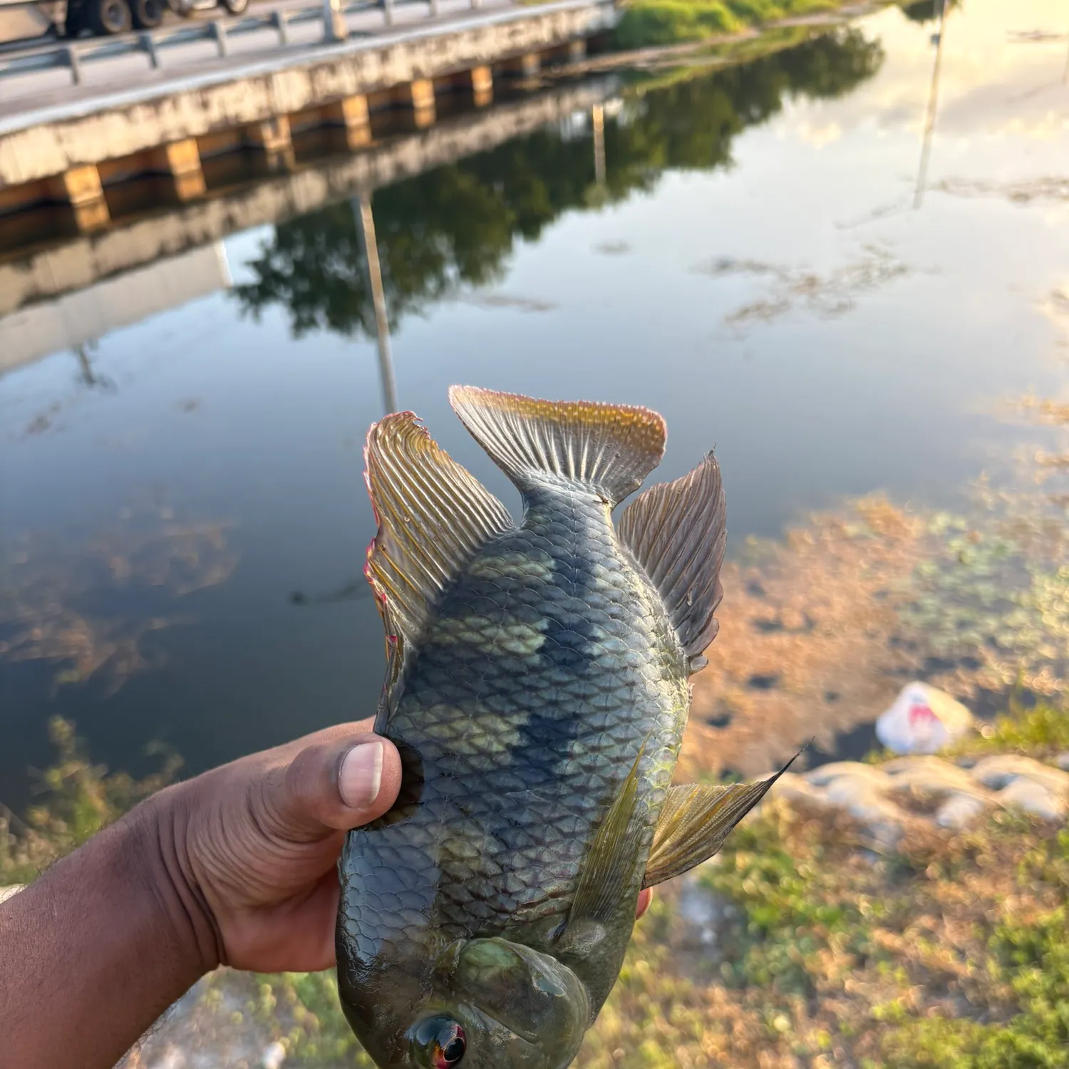The most recent Spotted tilapia catches on Fishbrain