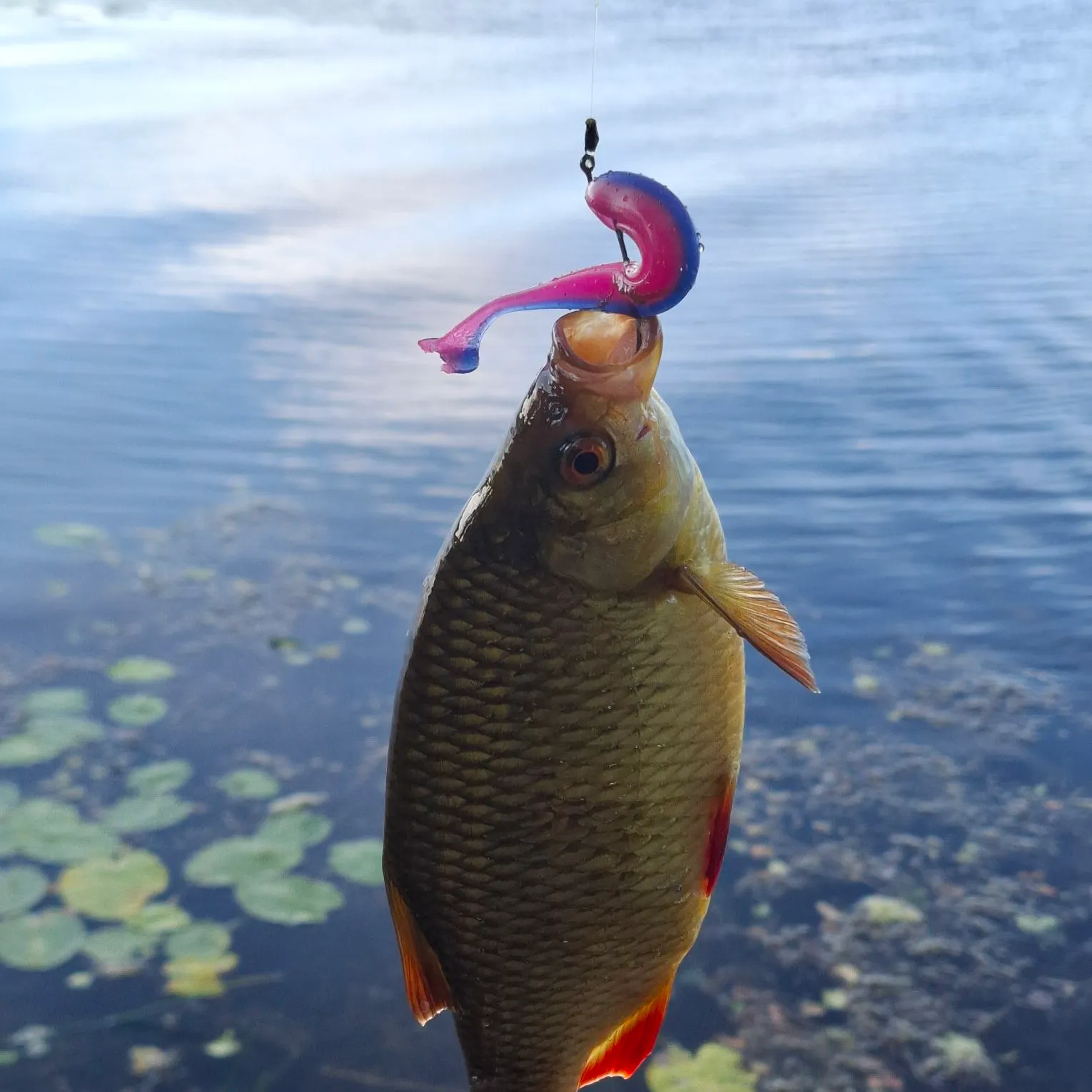 Fish caught on Fishbrain