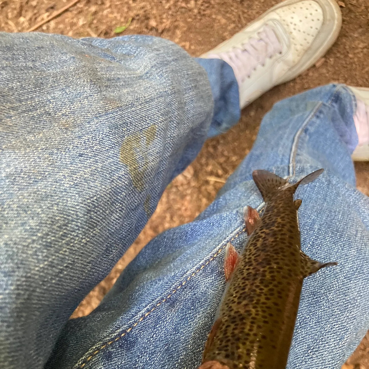 Coastal cutthroat trout caught on Fishbrain