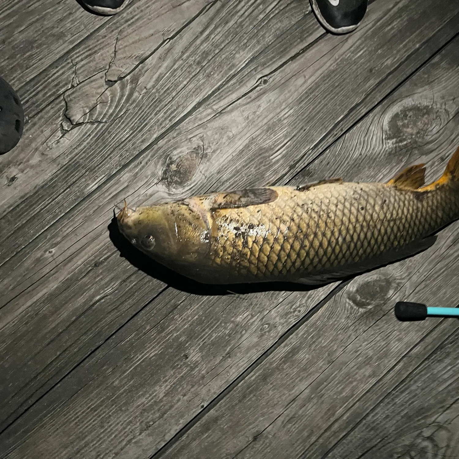Common carp caught on Fishbrain