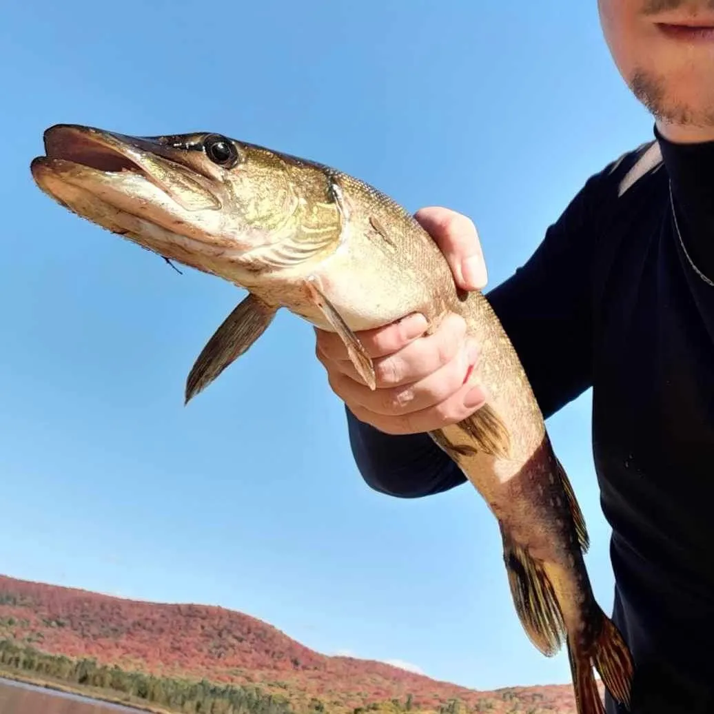 Northern pike caught on Fishbrain