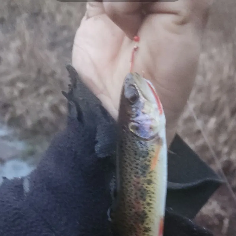 The most recent Coastal cutthroat trout catches on Fishbrain