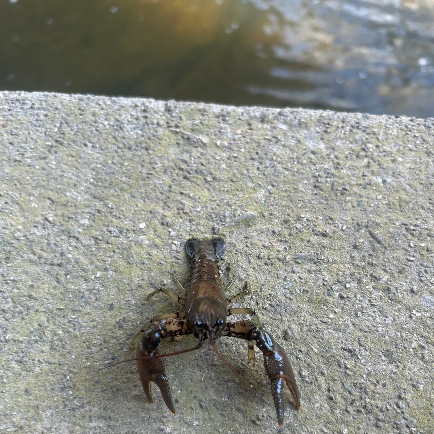 The most recent Rusty crayfish catches on Fishbrain