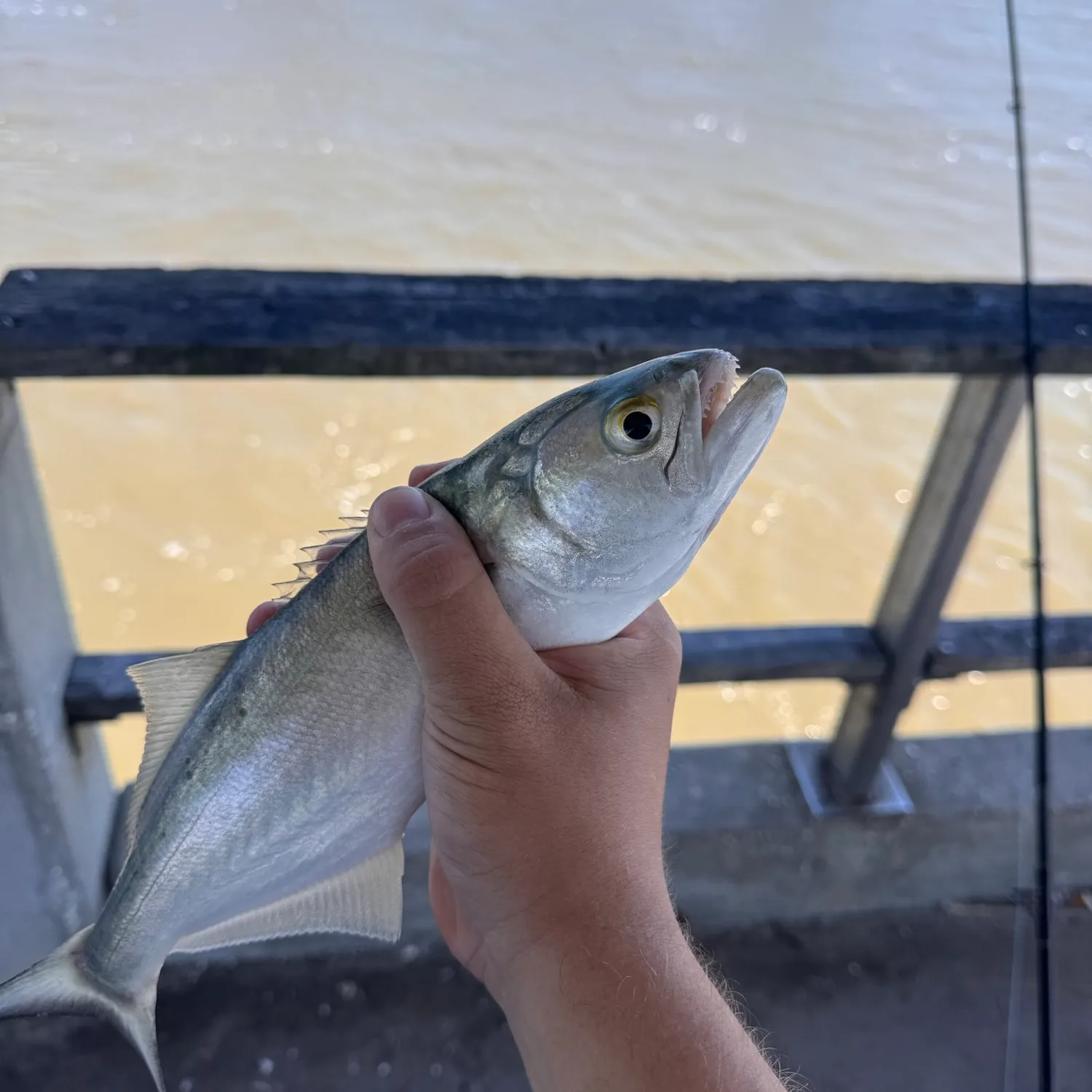 Bluefish caught on Fishbrain