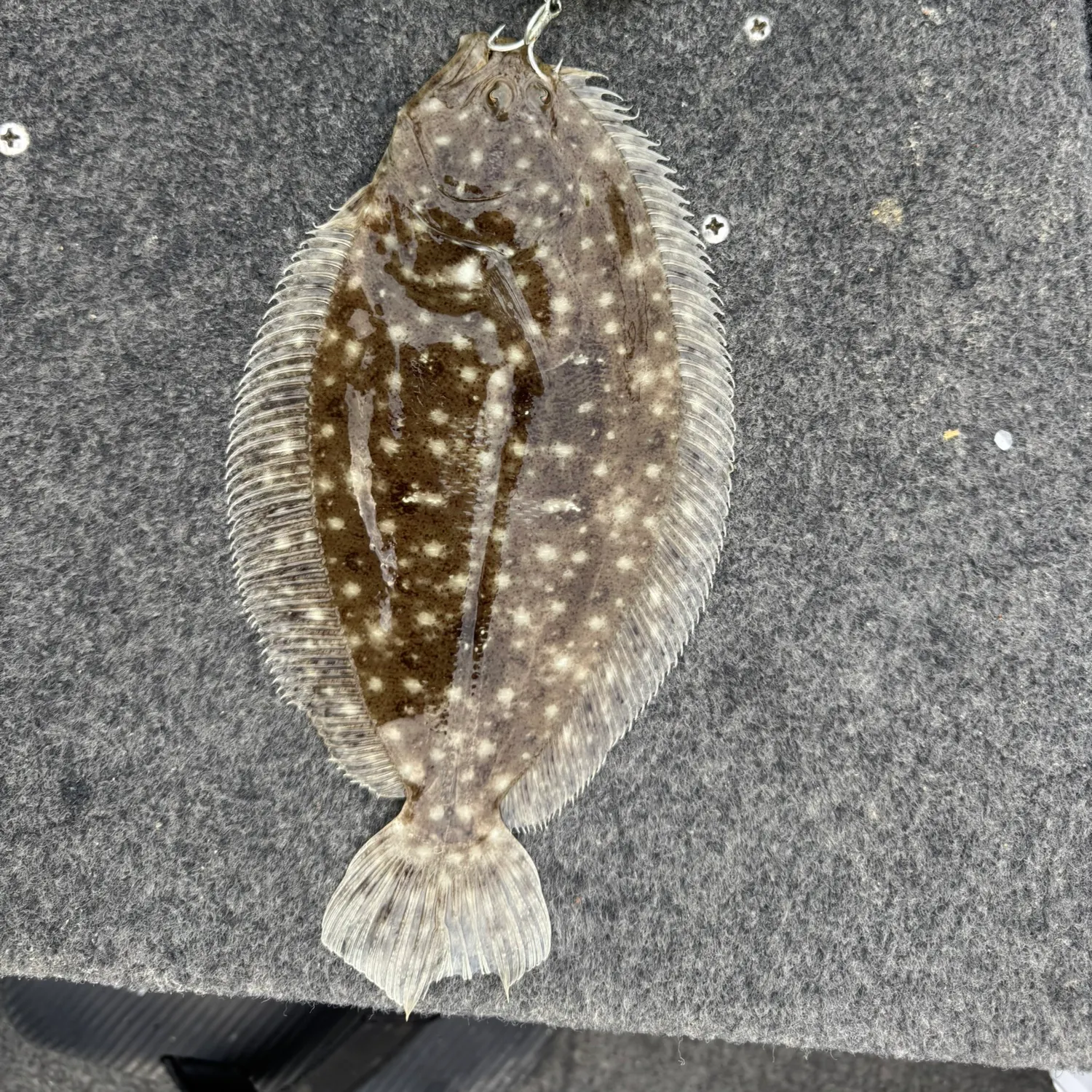 The most recent Smalltooth flounder catches on Fishbrain