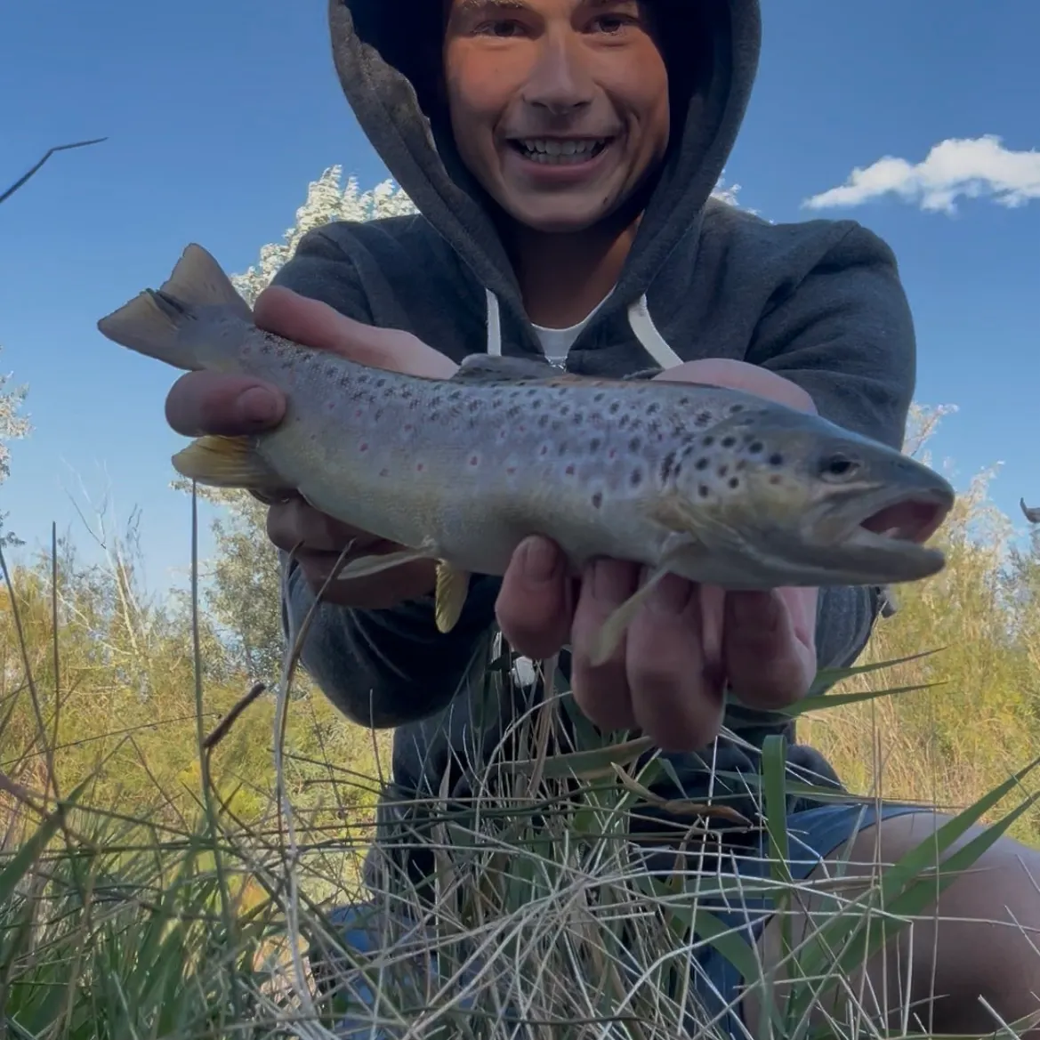 Brown trout caught on Fishbrain
