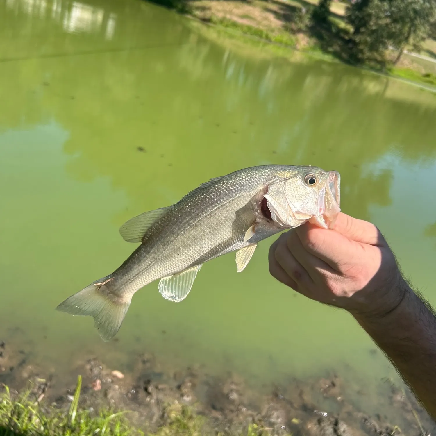 Smallmouth bass caught on Fishbrain