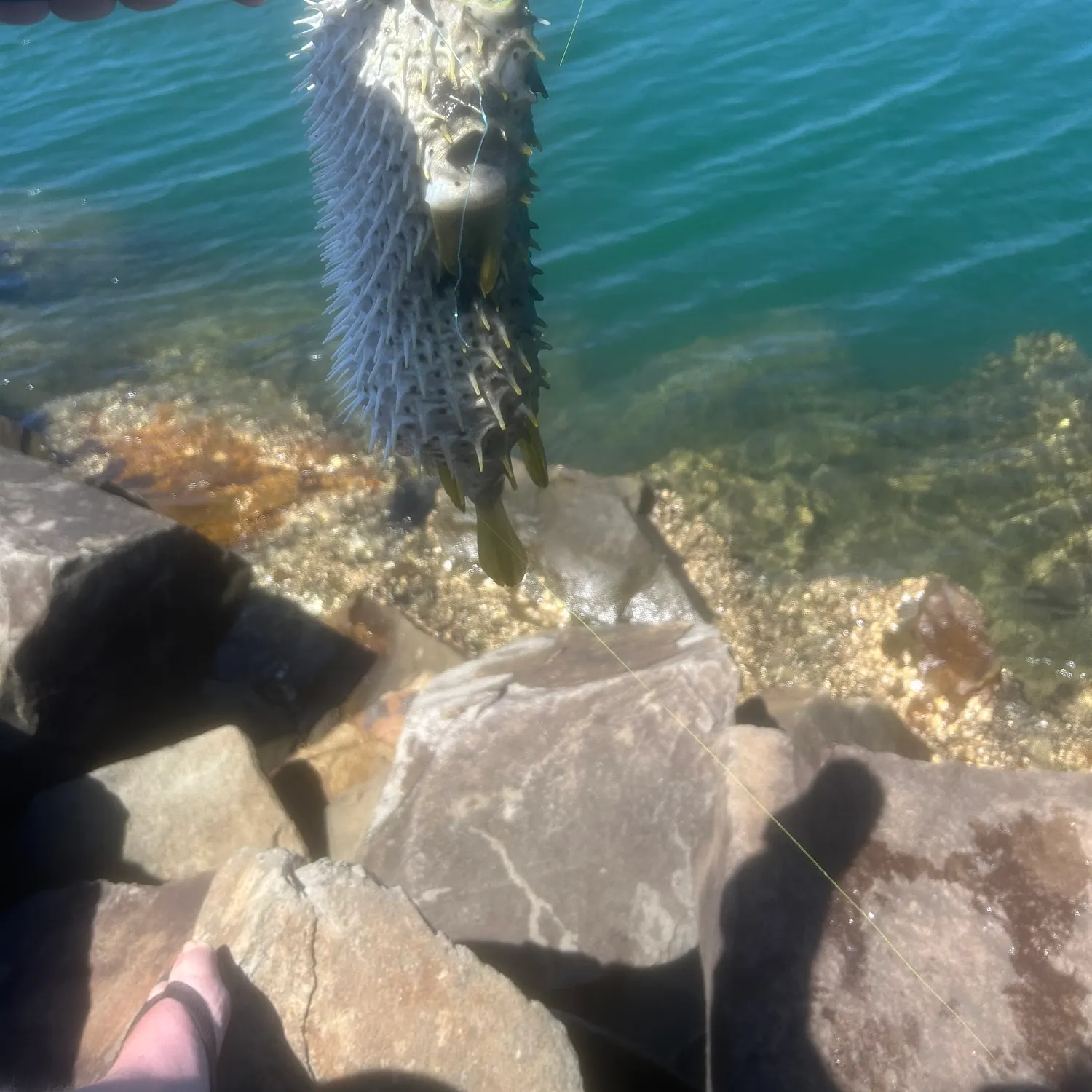 The most popular recent Three-barred porcupinefish catch on Fishbrain