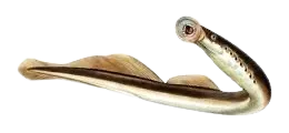European brook lamprey