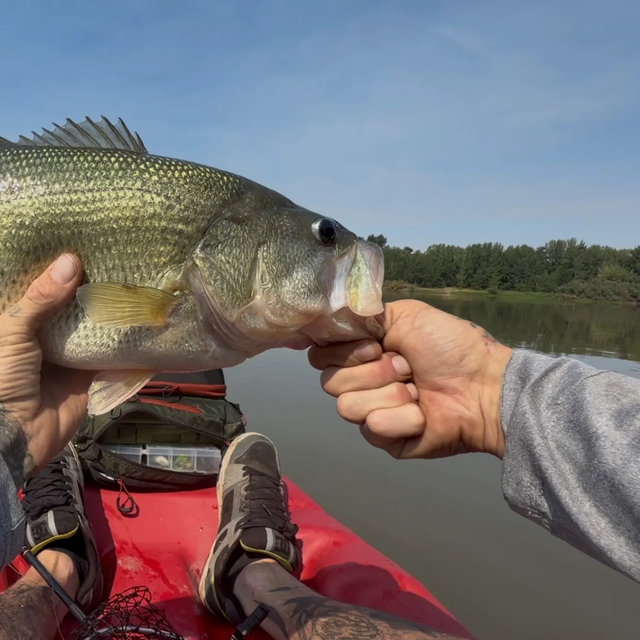 Largemouth bass caught on Fishbrain