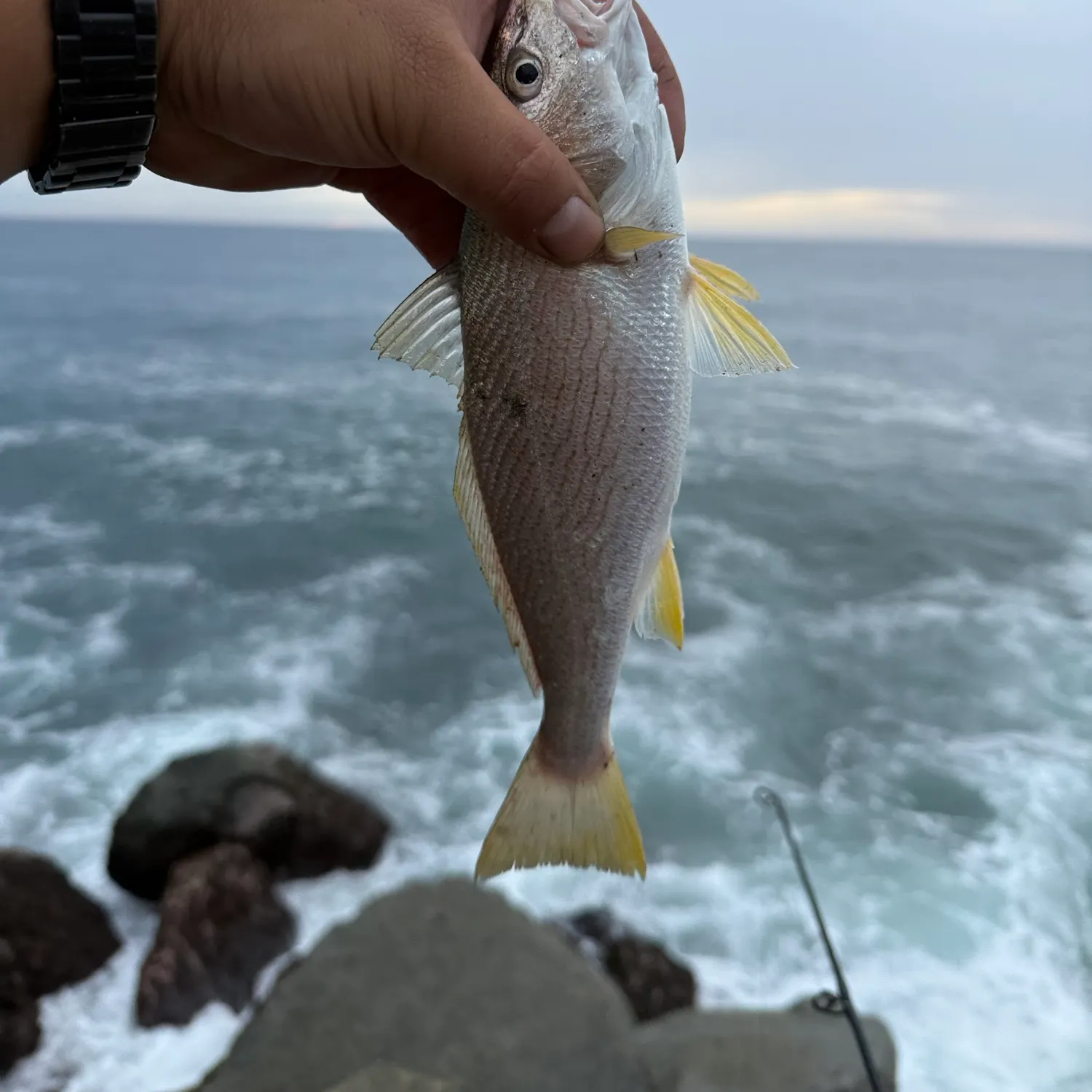 Yellowfin croaker caught on Fishbrain