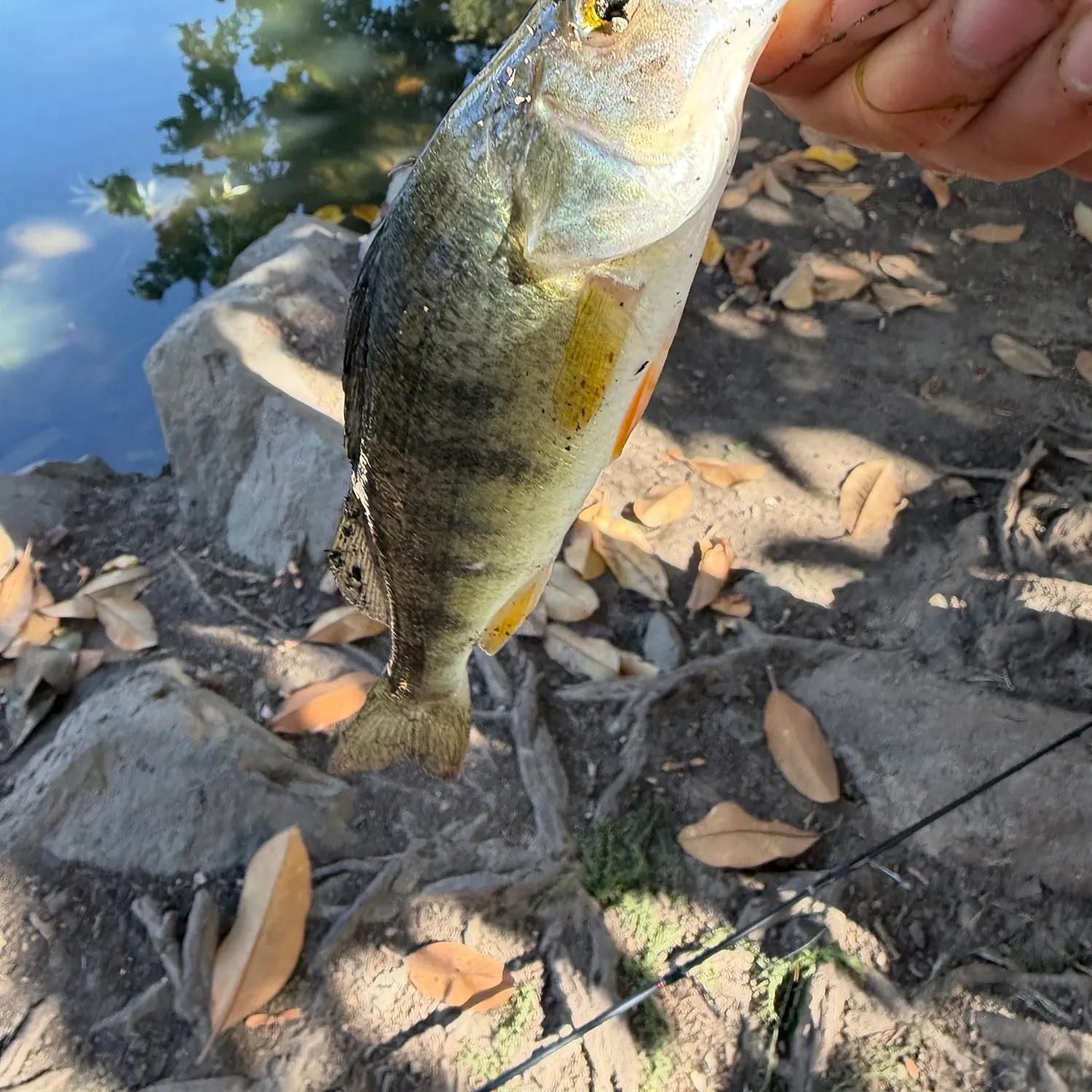 Yellow perch caught on Fishbrain