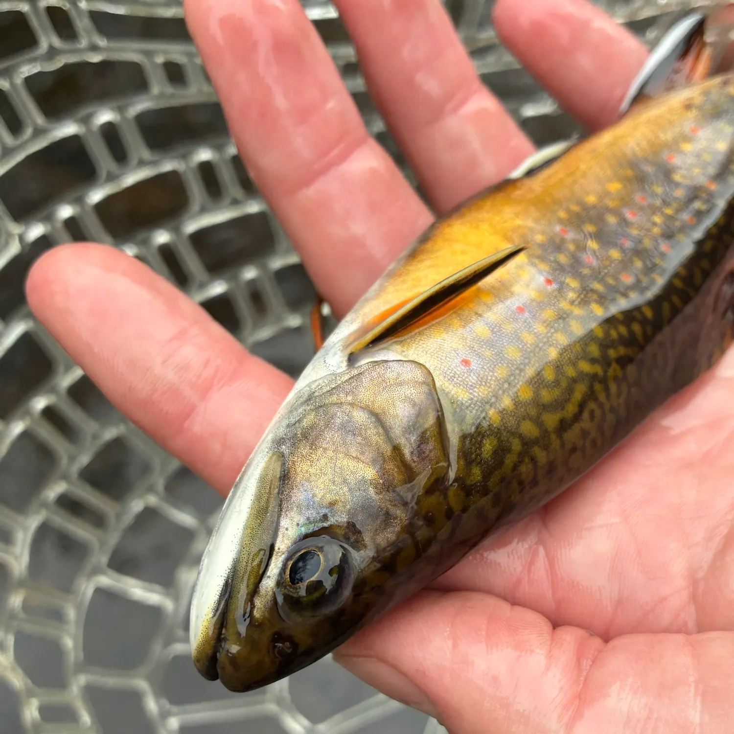 Brook trout caught on Fishbrain