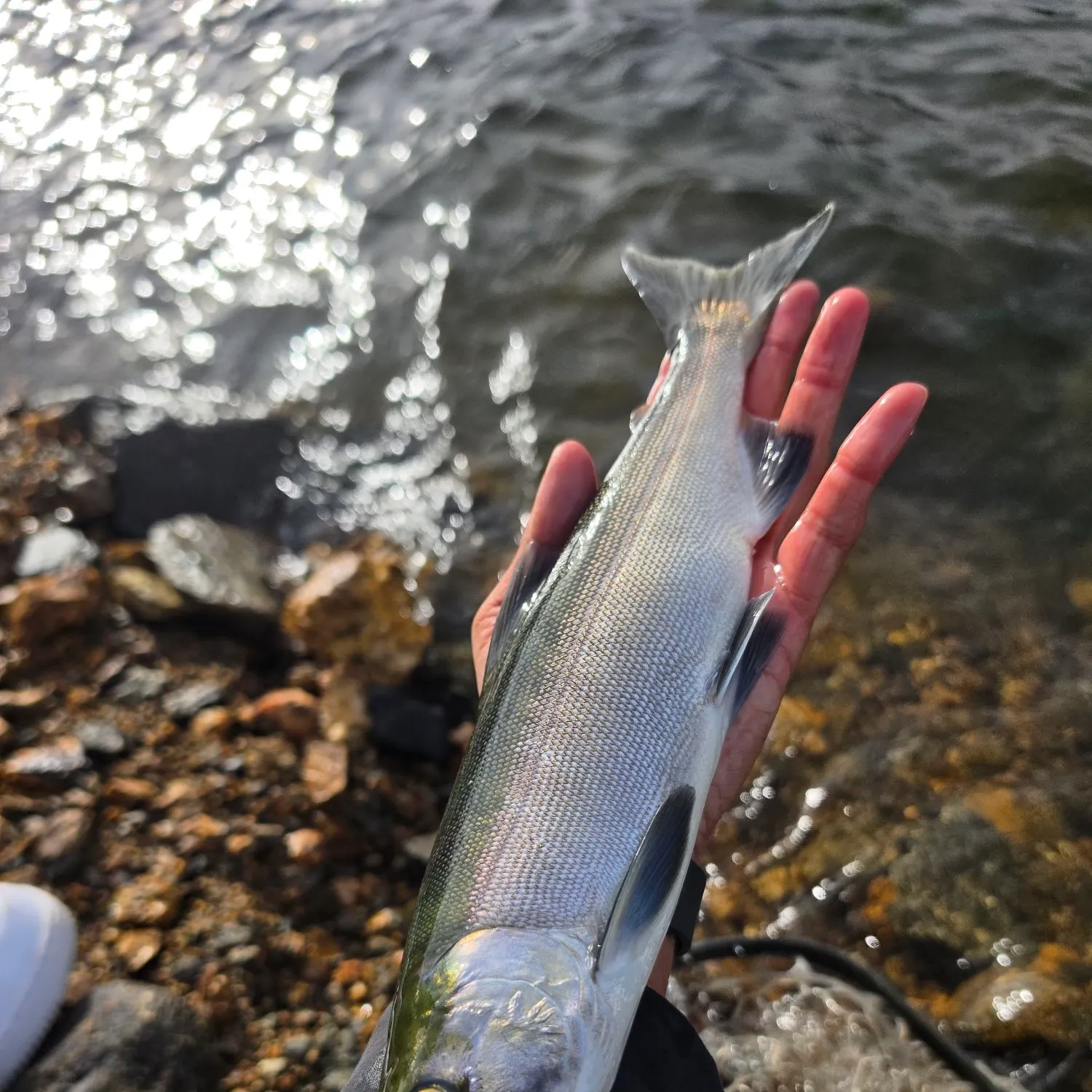 The most recent Kokanee salmon catches on Fishbrain