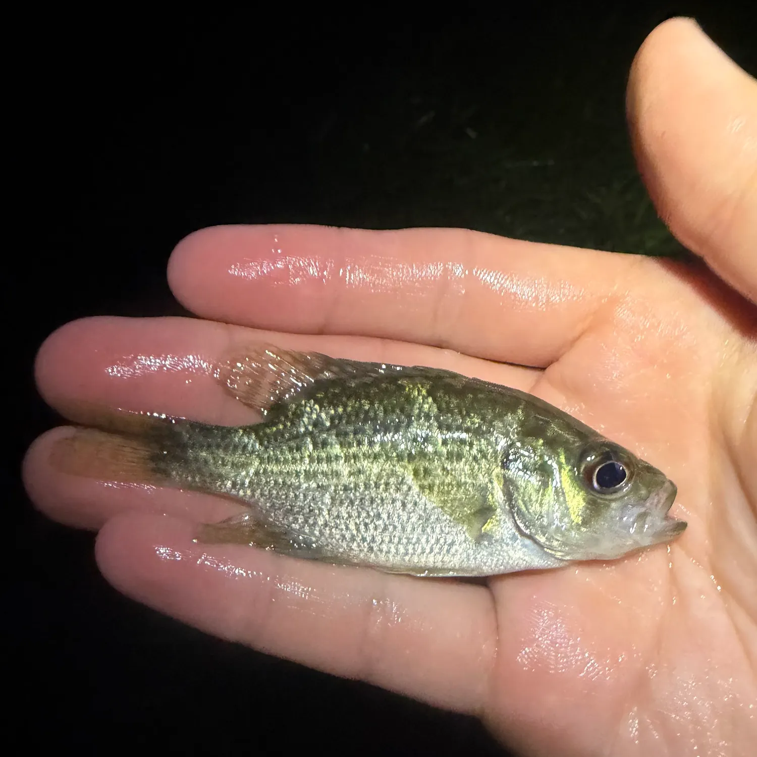 Rock bass caught on Fishbrain