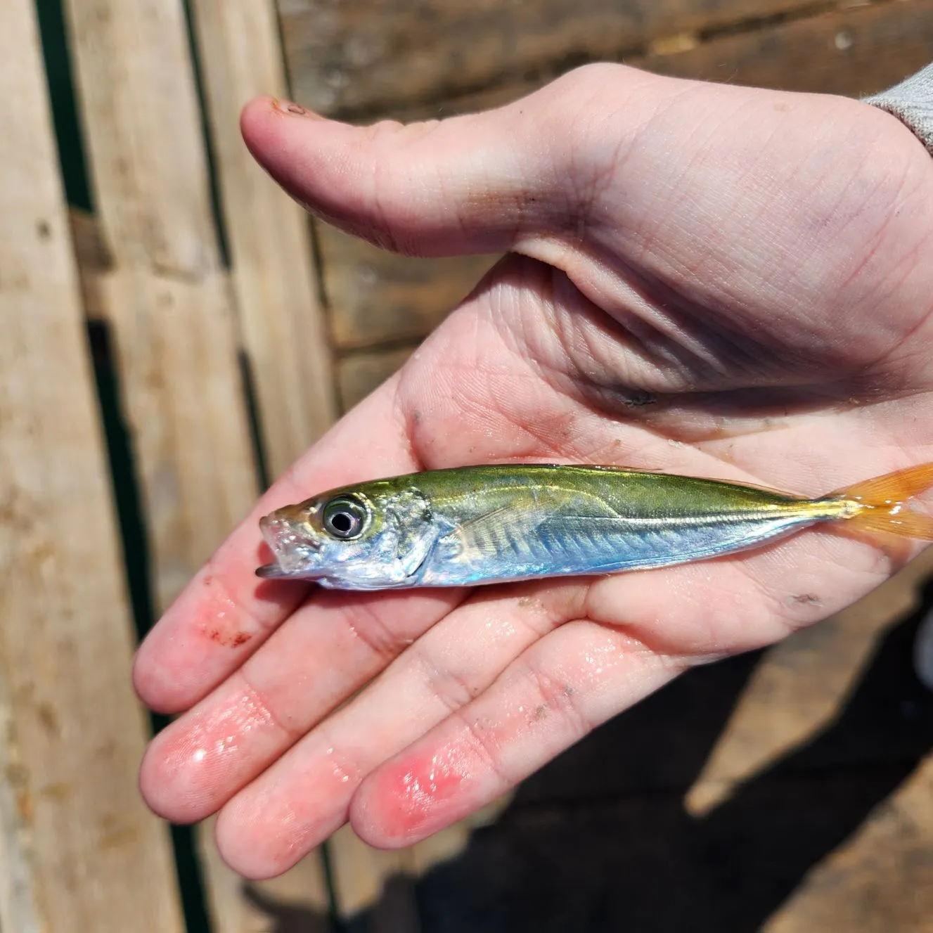 The most recent Pacific jack mackerel catches on Fishbrain