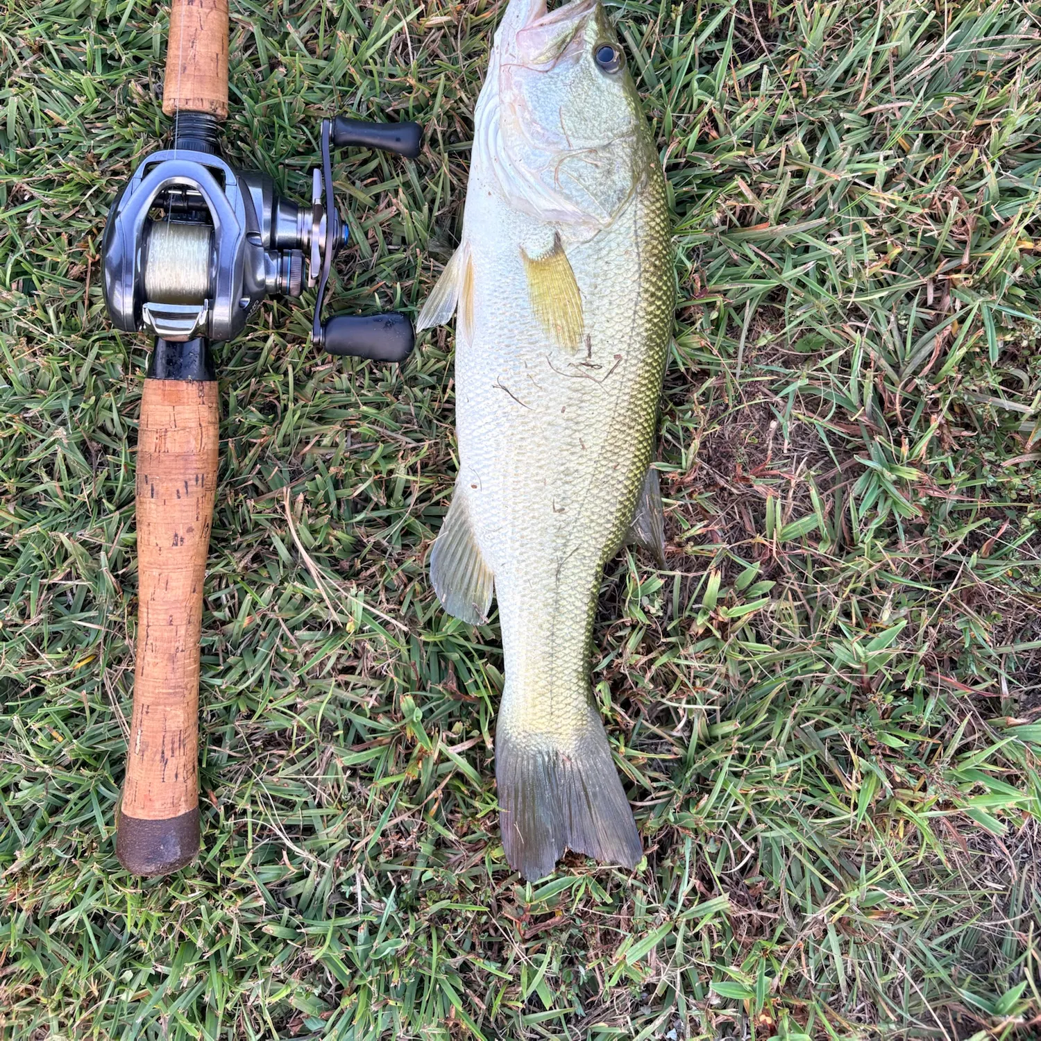 Largemouth bass caught on Fishbrain