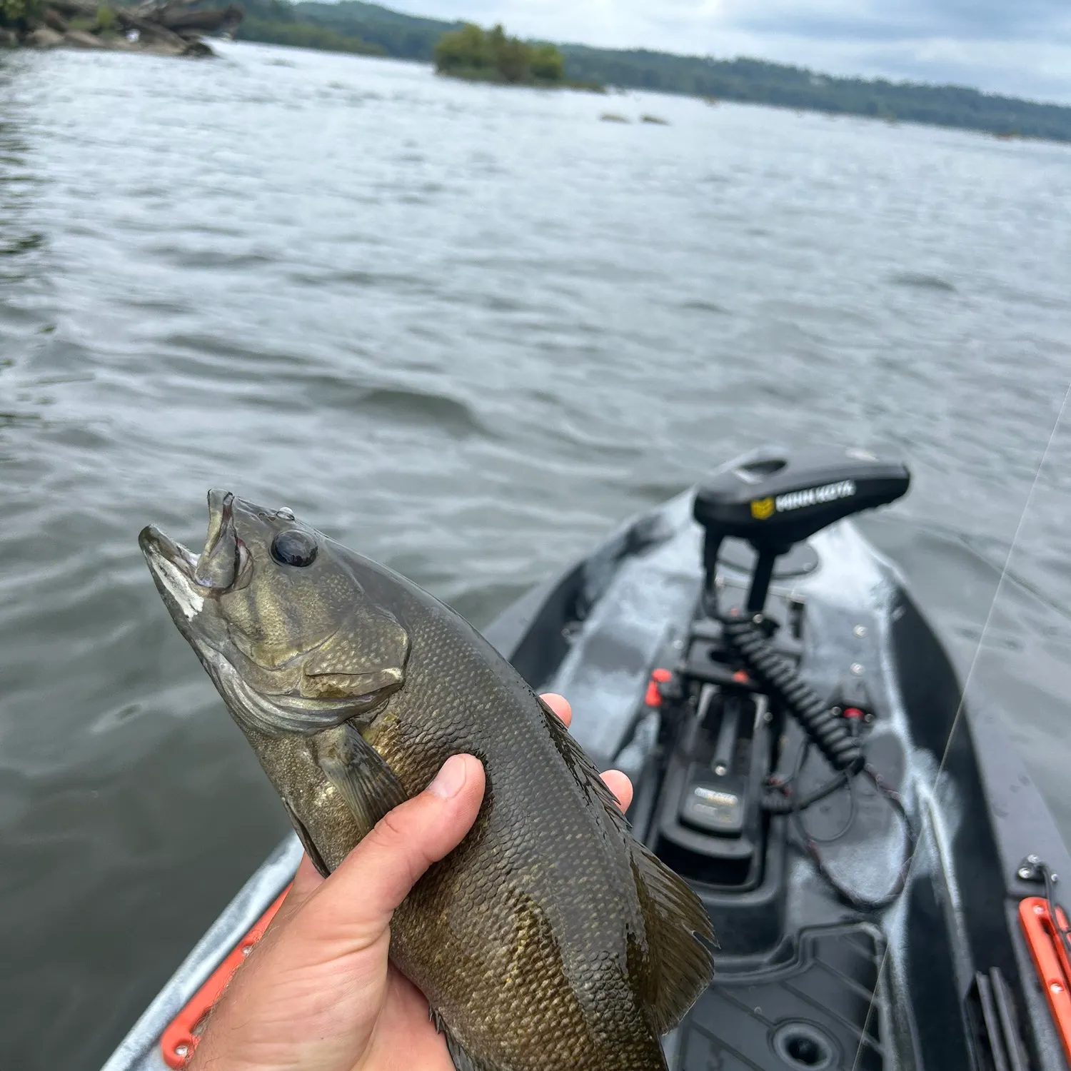 Smallmouth bass caught on Fishbrain