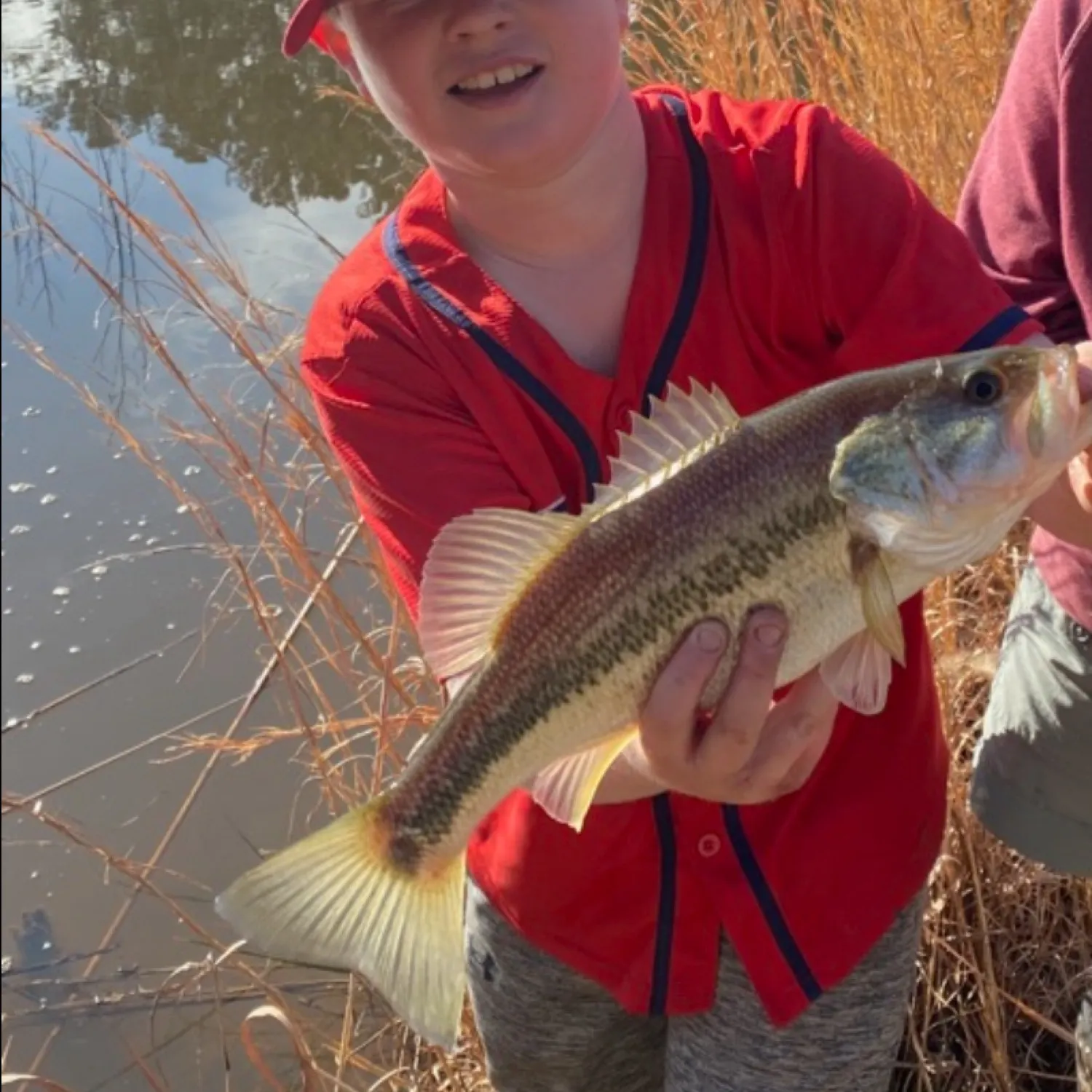 The most recent Spotted bass catches on Fishbrain