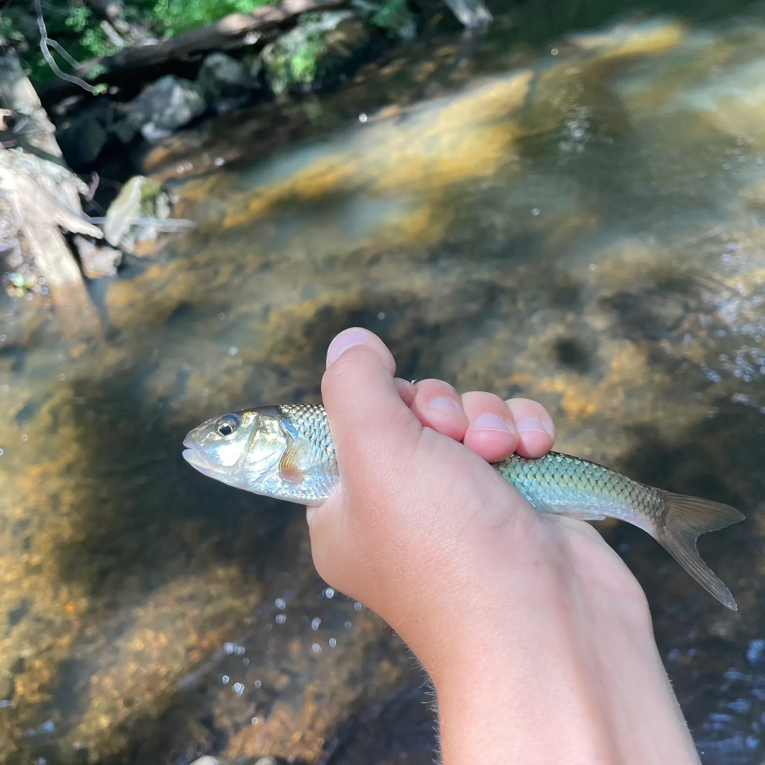 Fallfish caught on Fishbrain