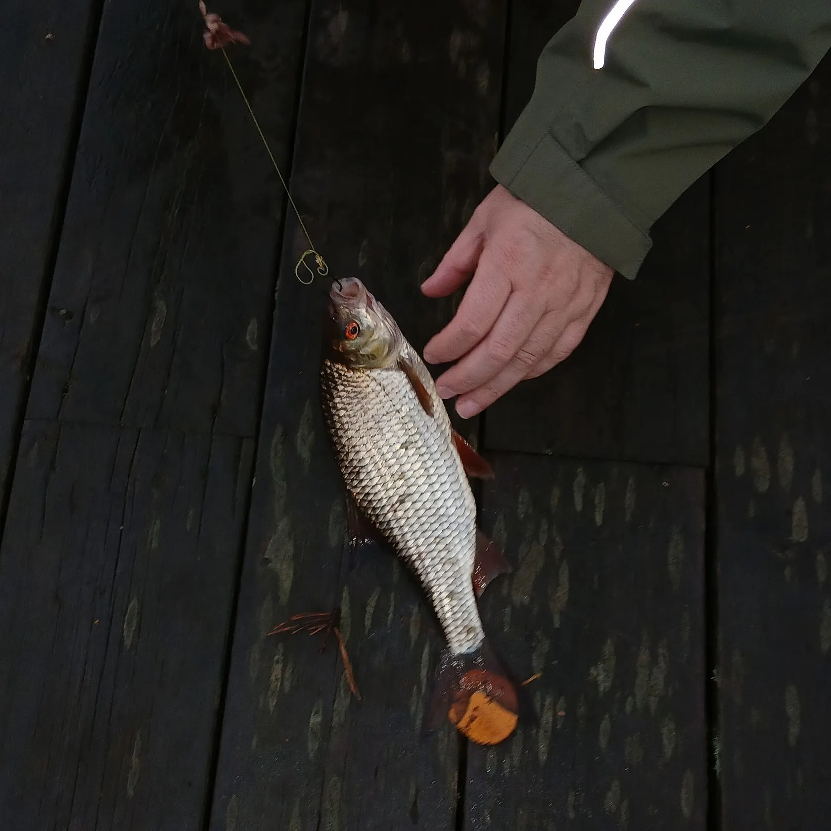 recently logged catches